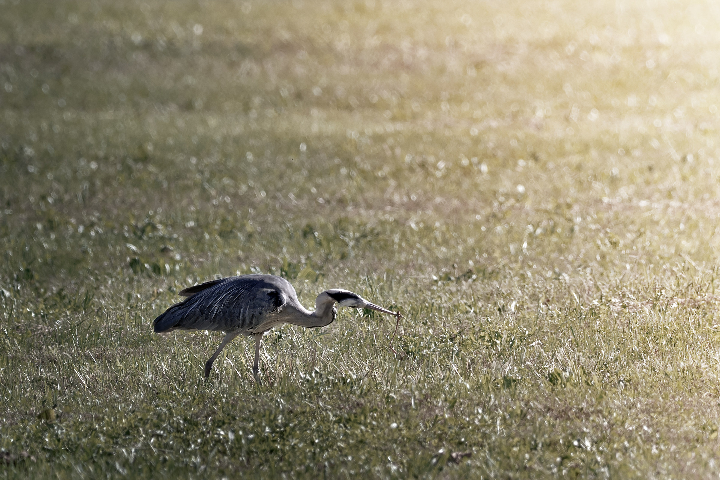L'airone Cenerino e la merenda