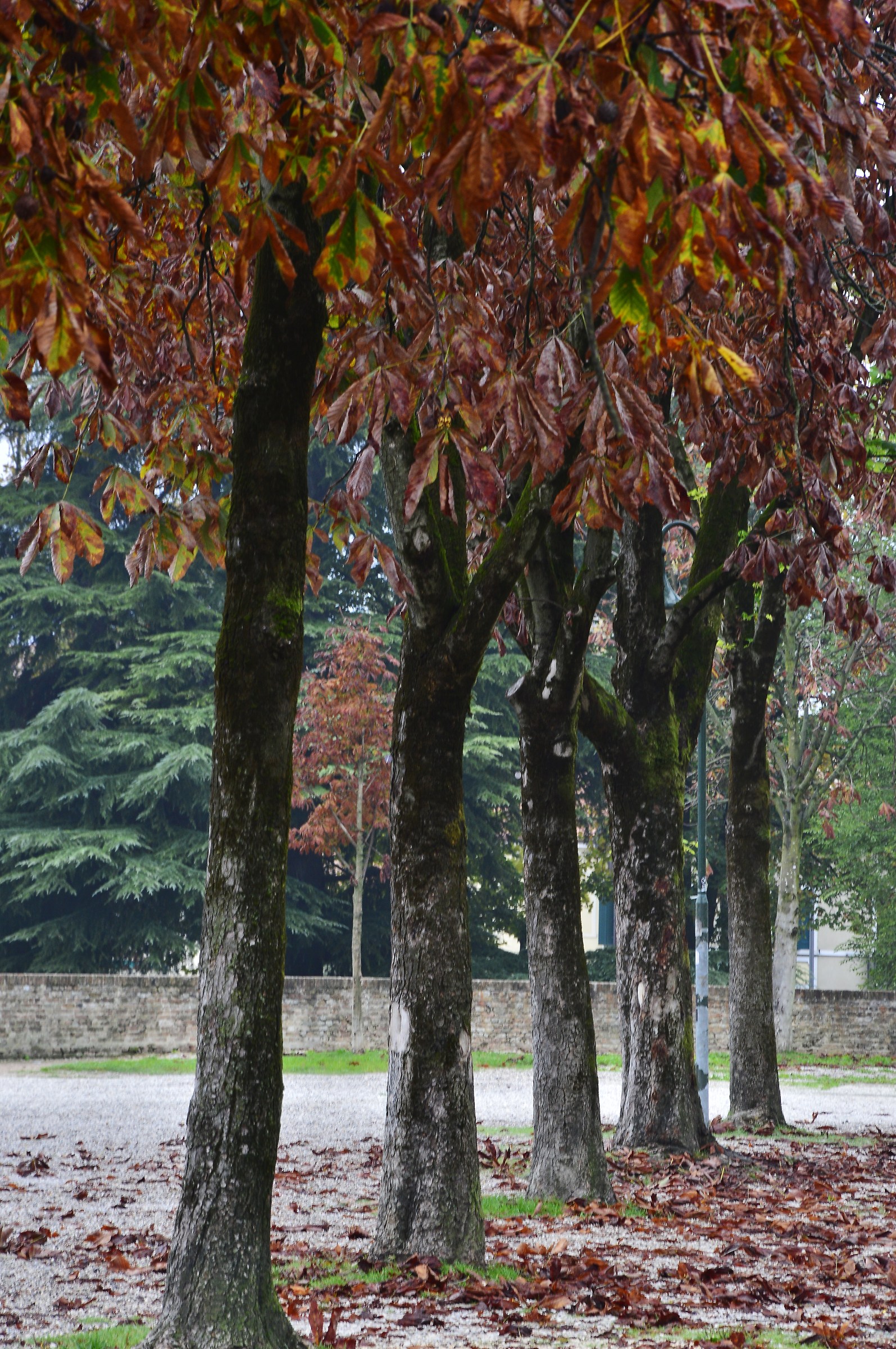 Sulle mura di Treviso