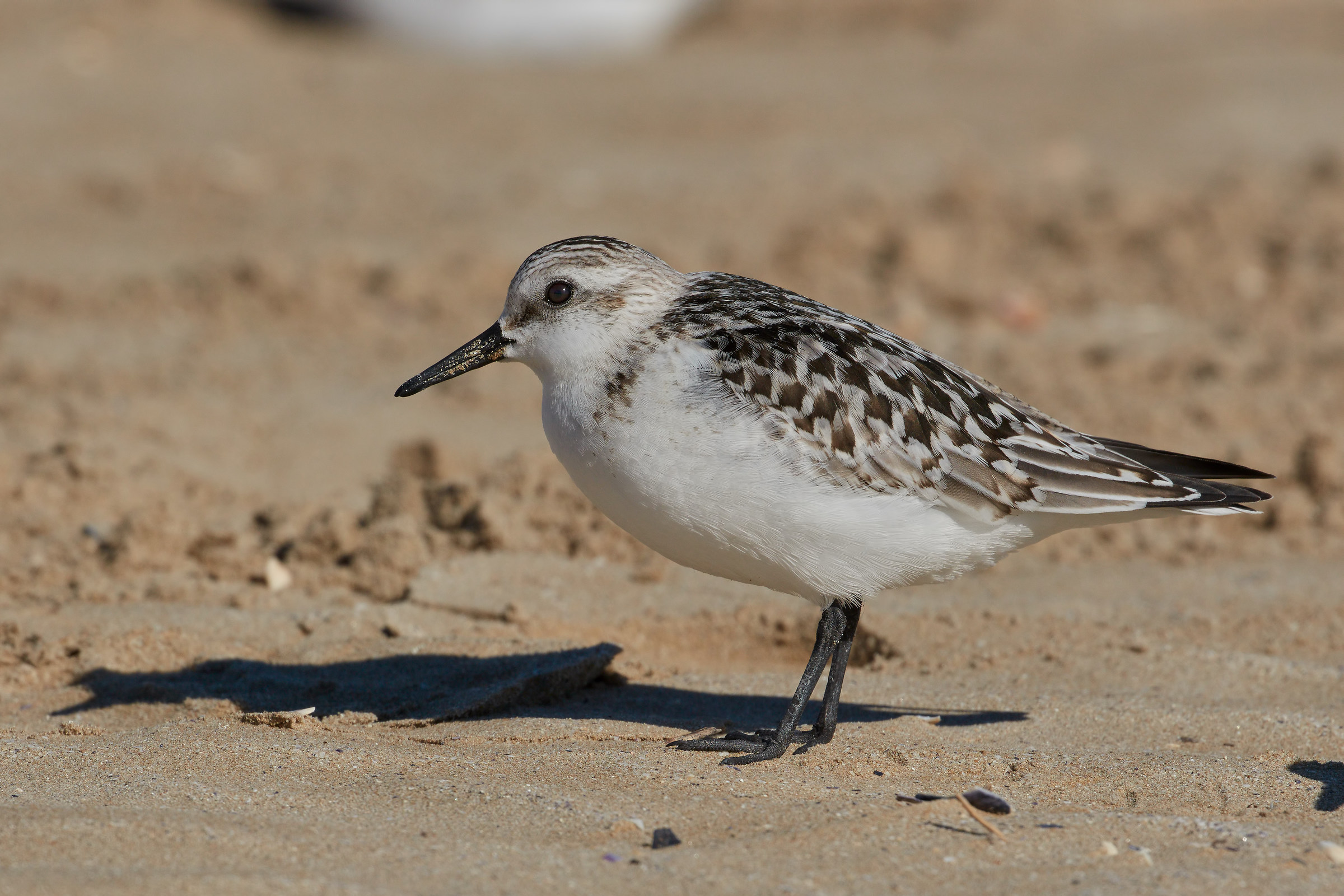 Piovanello tridattilo