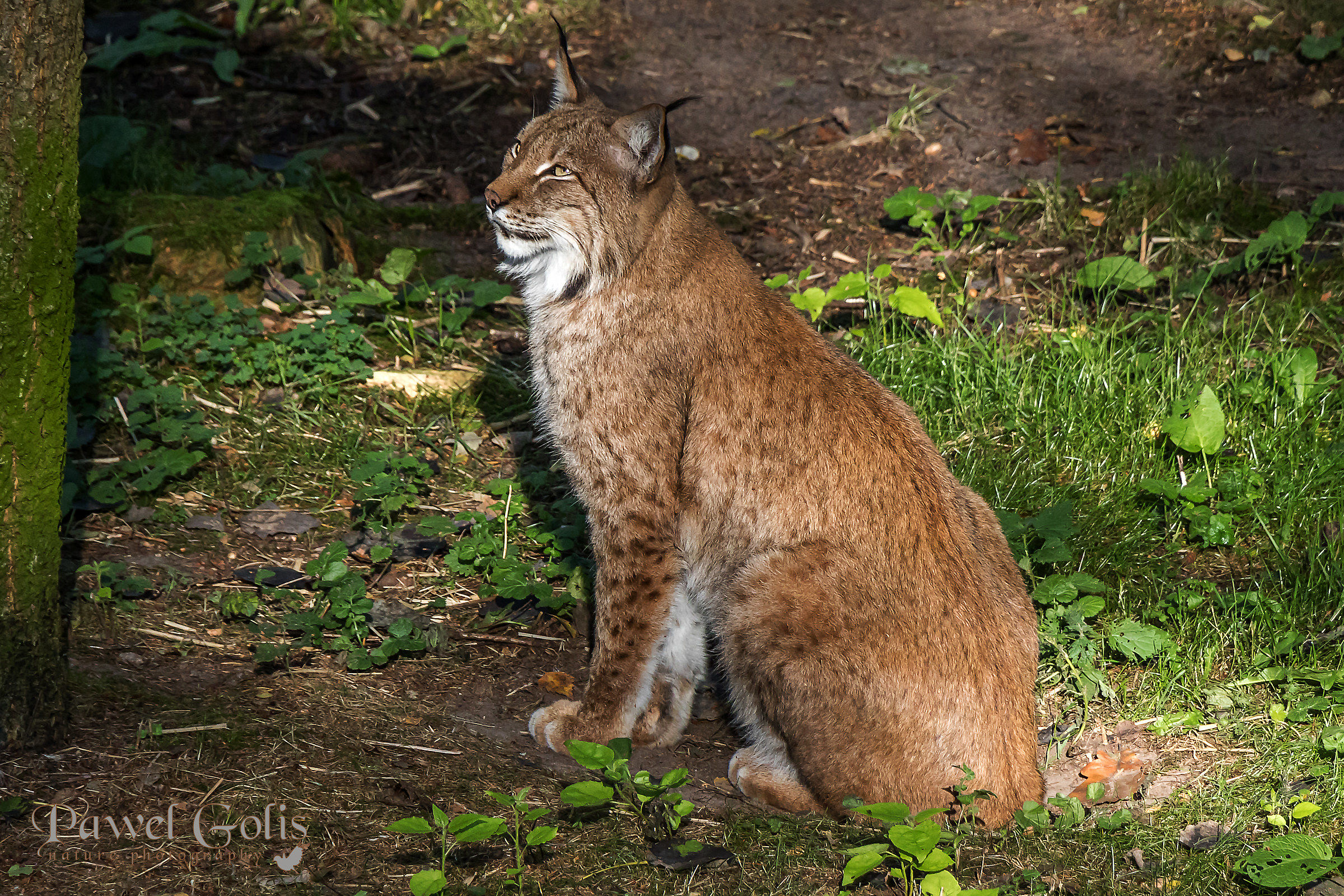 Lynx - Wildpark near Munich