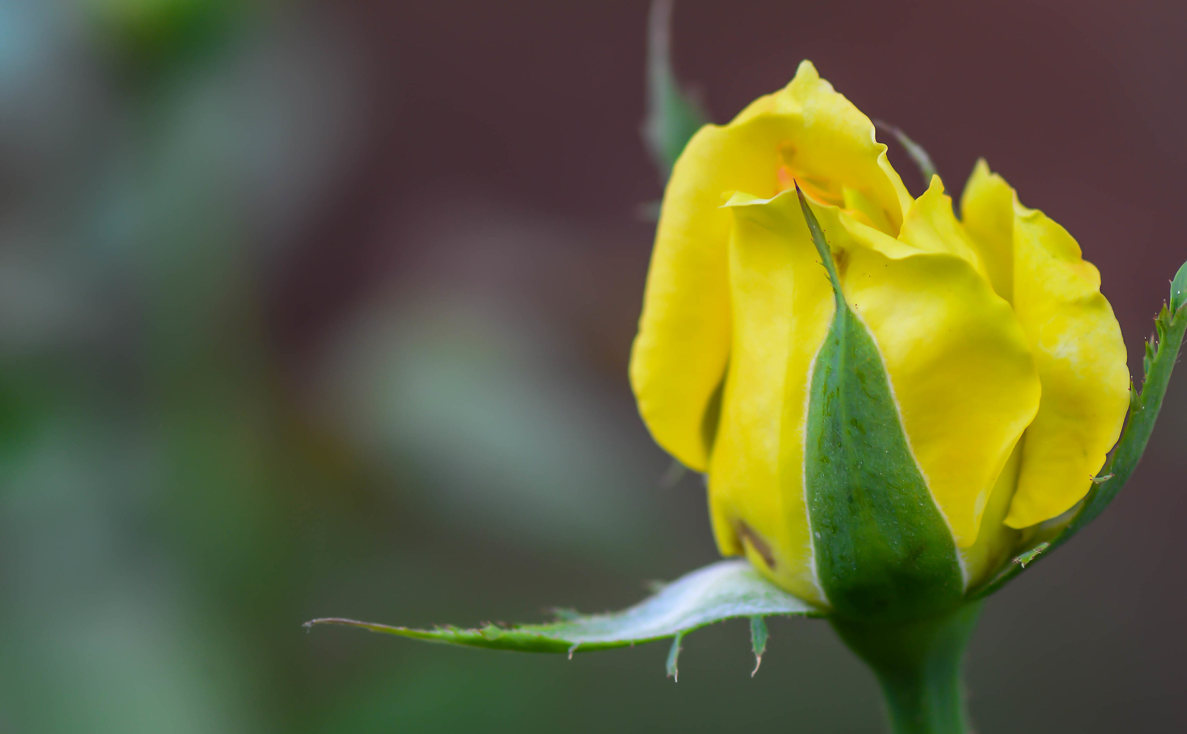 Yellow Rose