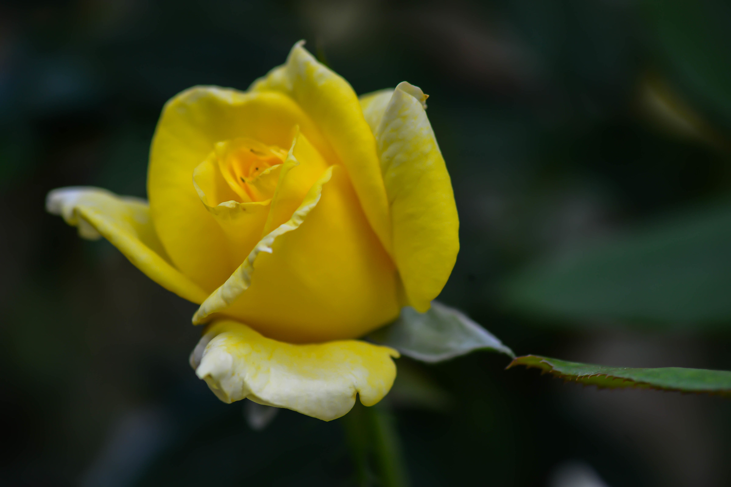 Yellow Rose