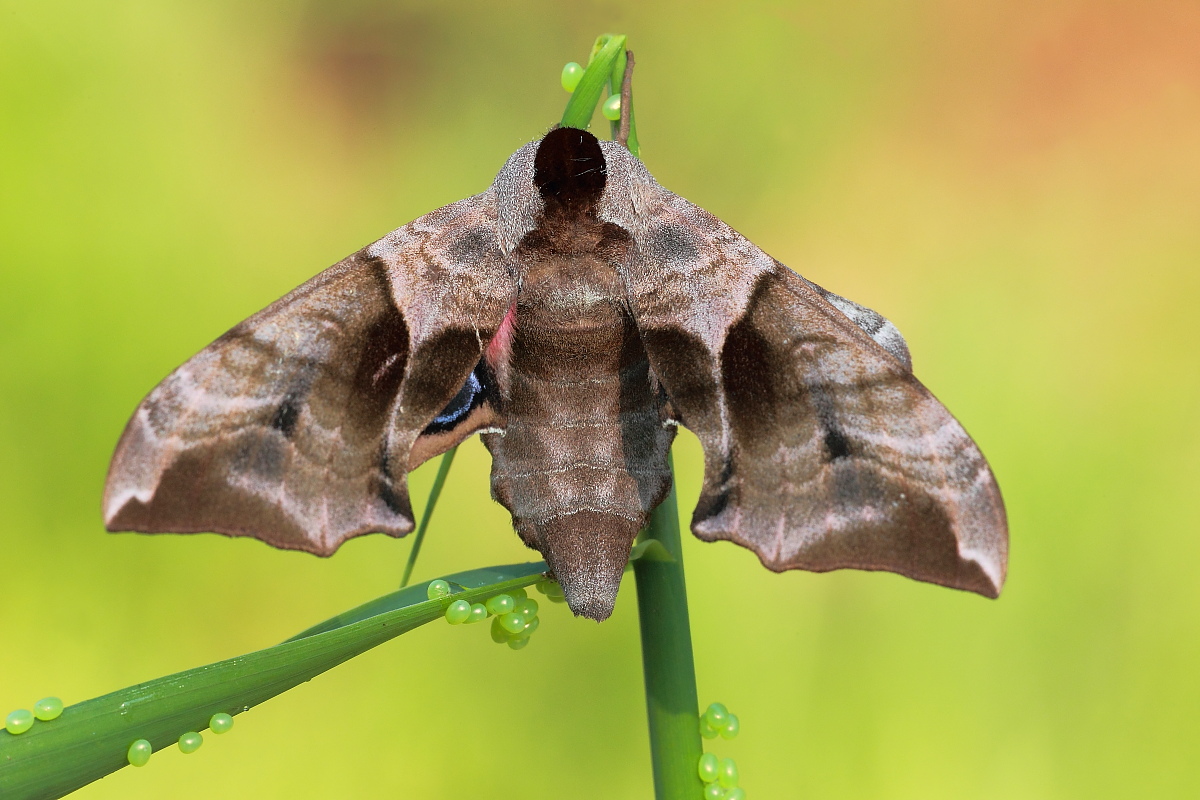 Immersed in the colors