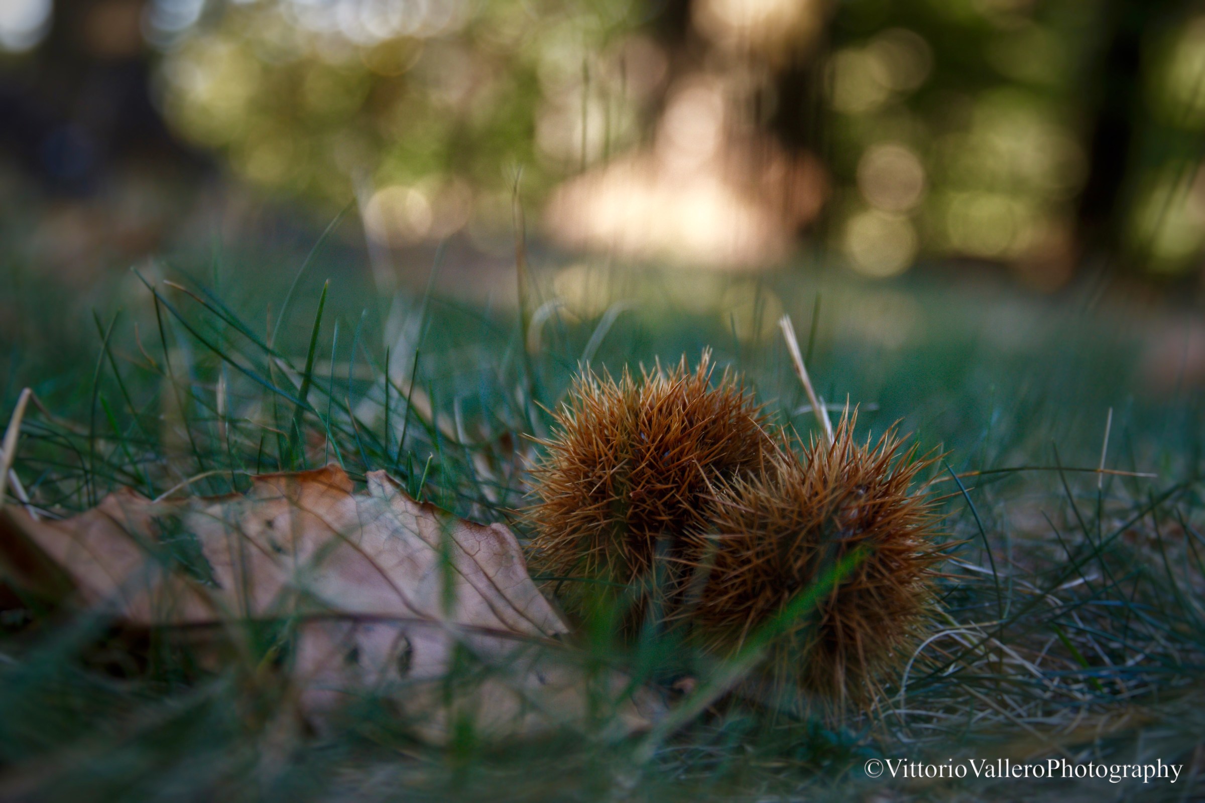 L'autunno in un click