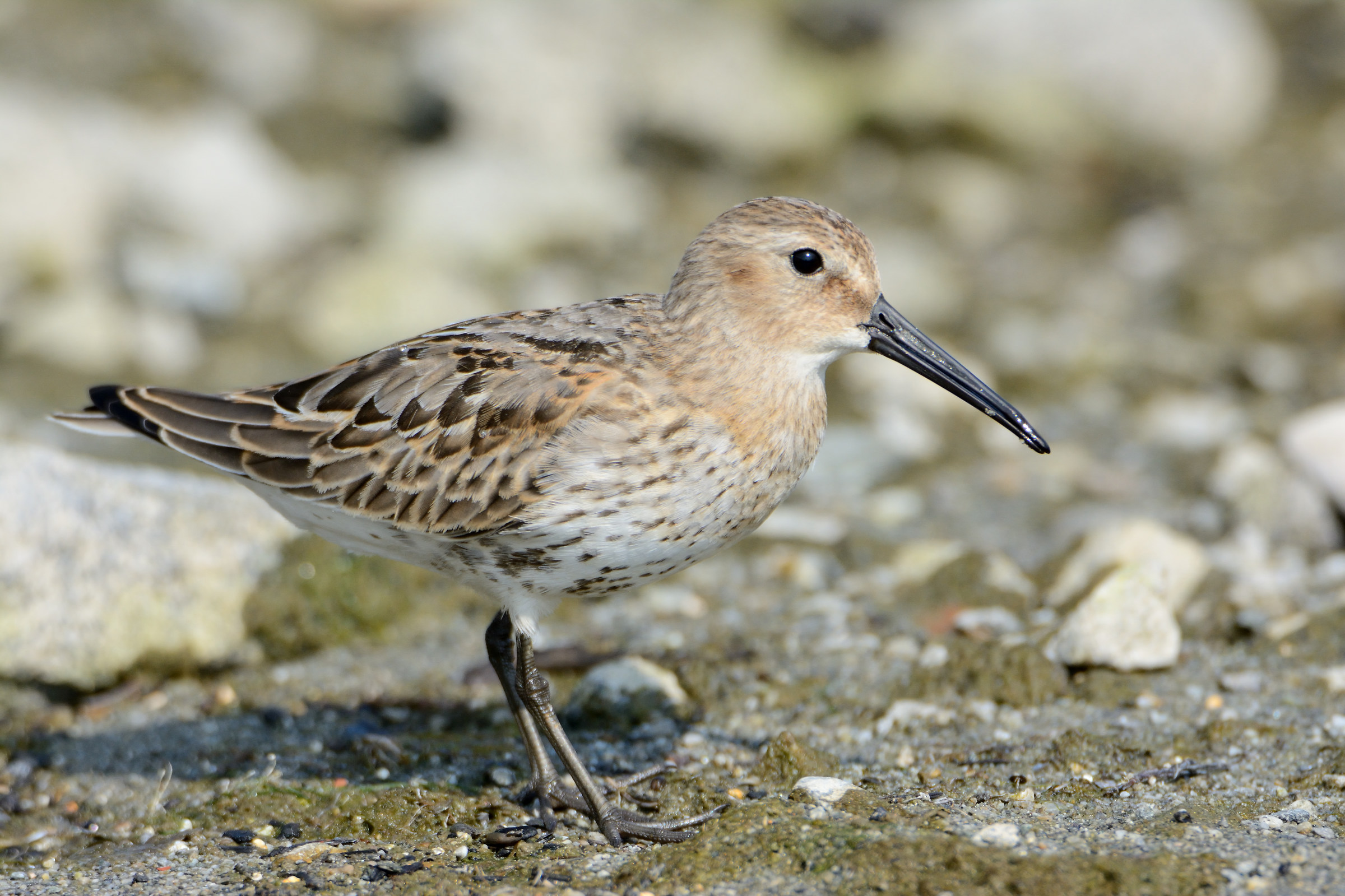 dunlin