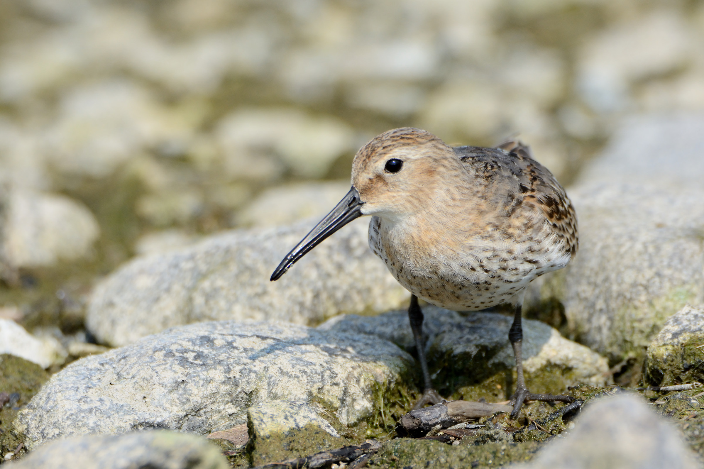 dunlin