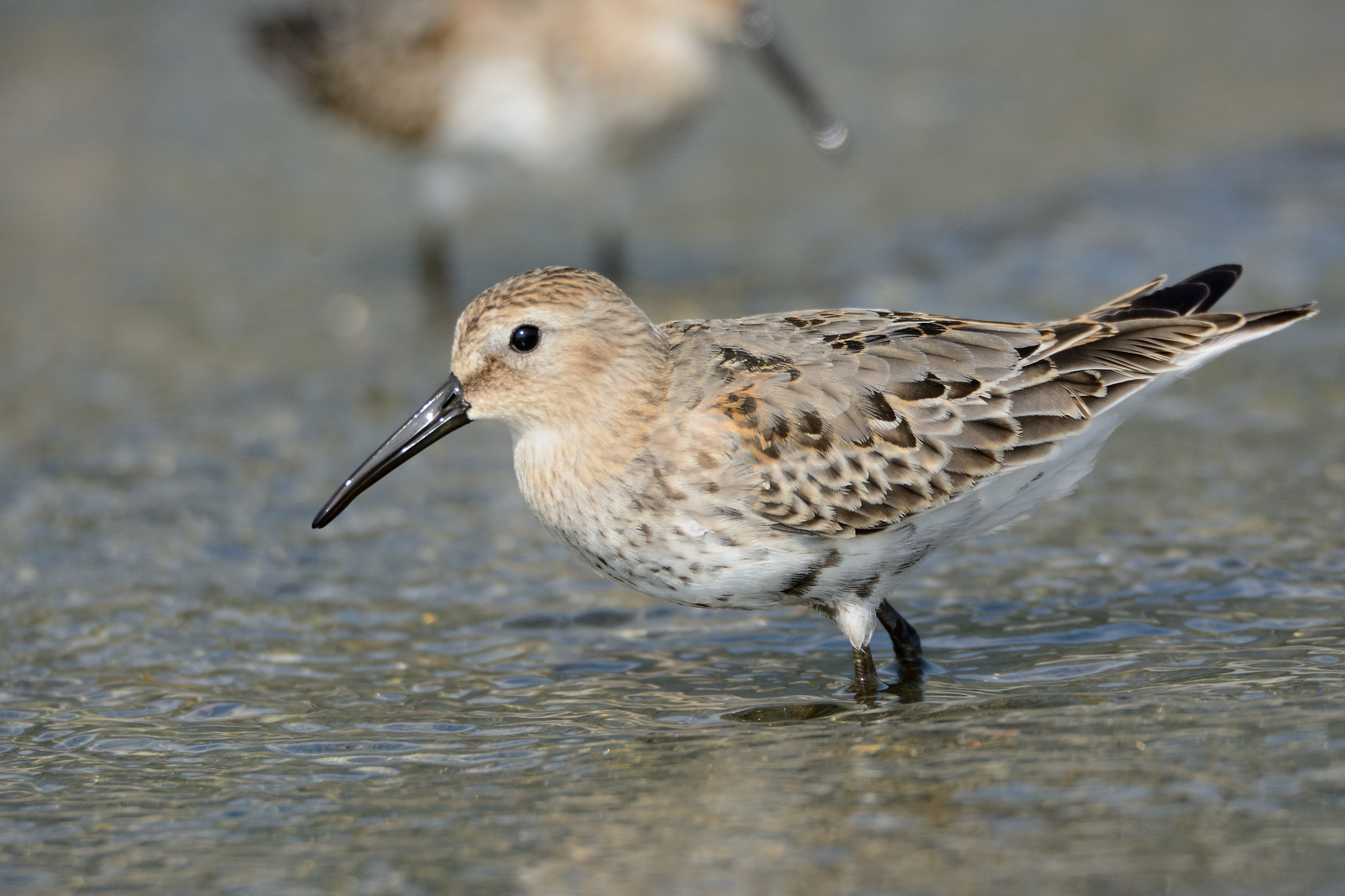 dunlin