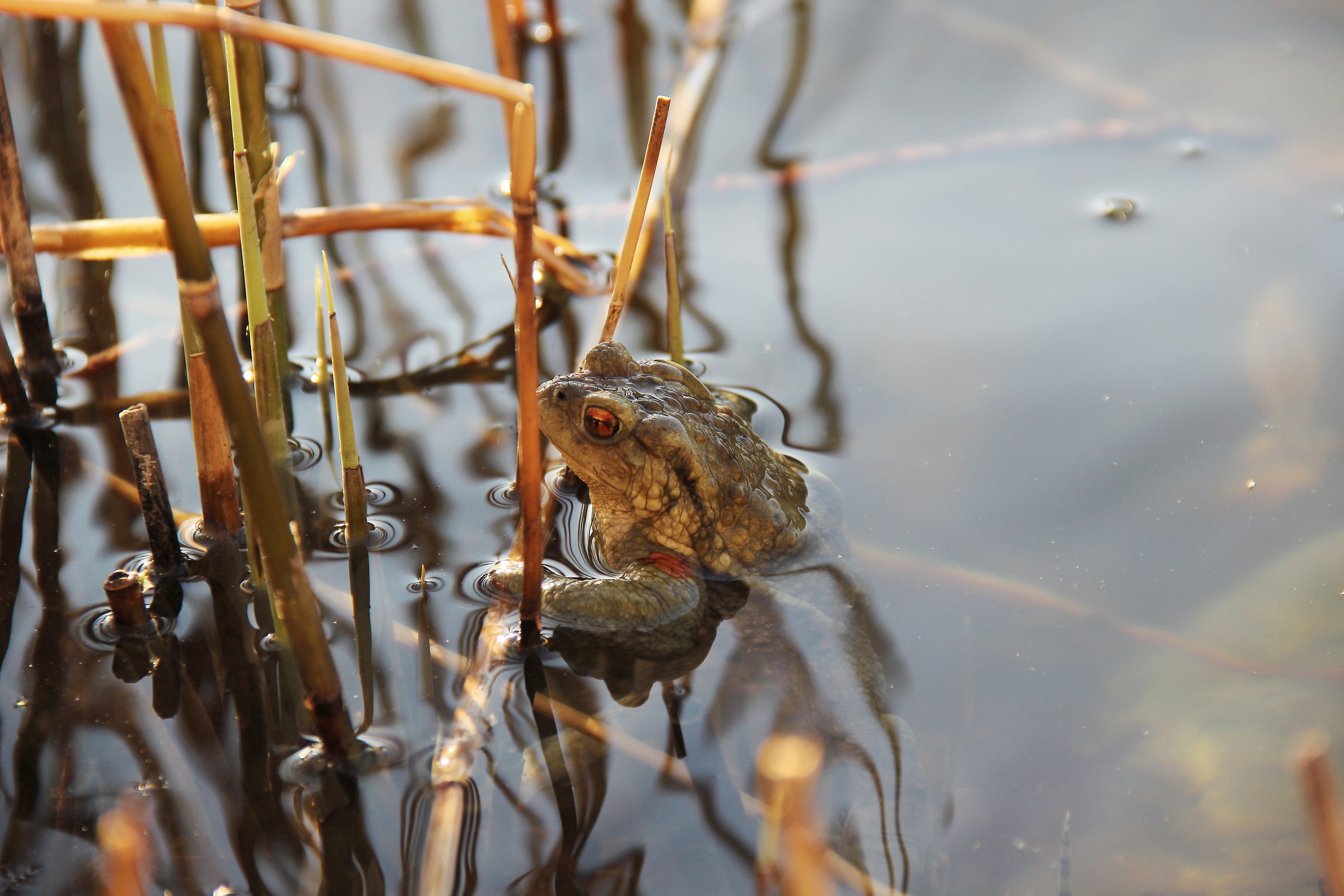 The rest of the toad