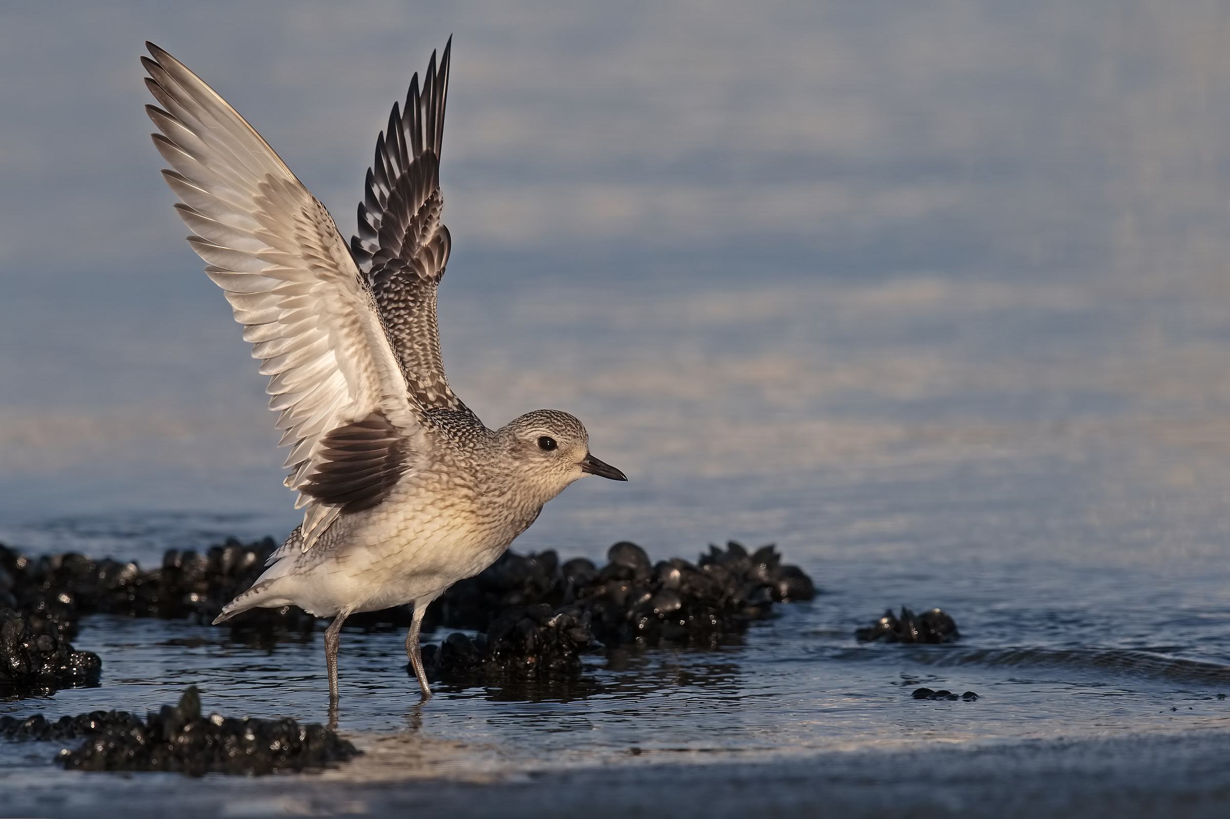 Grey Plover