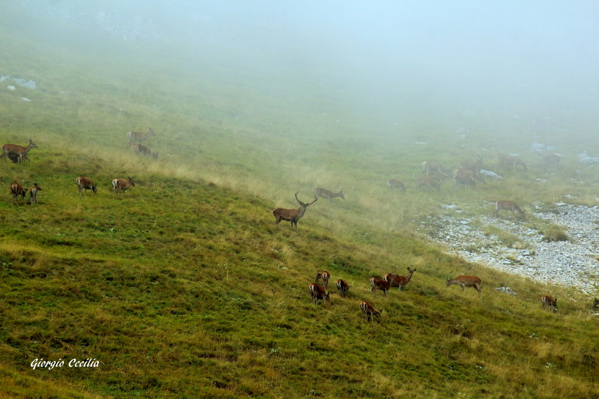Cervo maschio col suo harem