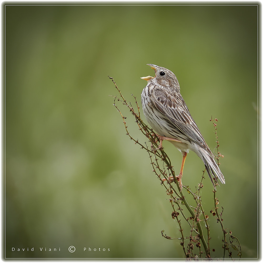 Corn bunting