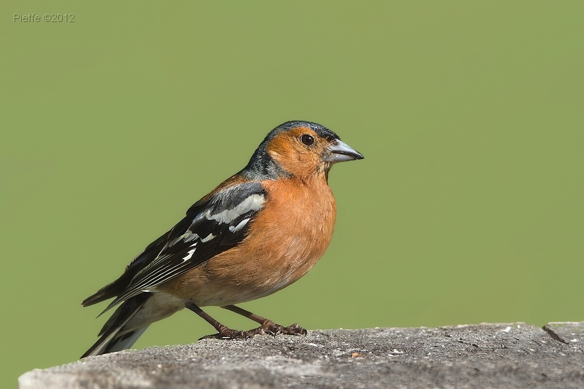 Chaffinch ...
