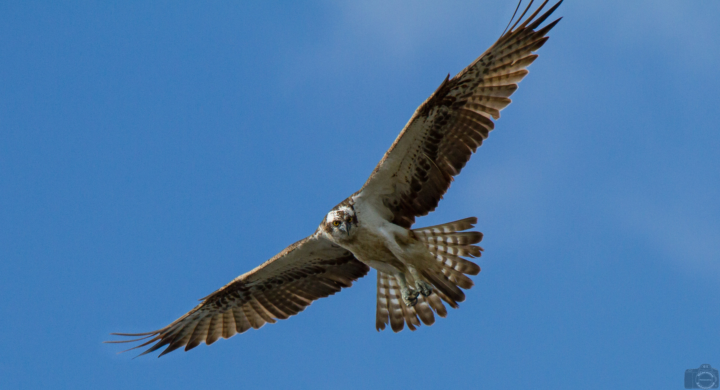 Osprey in flight