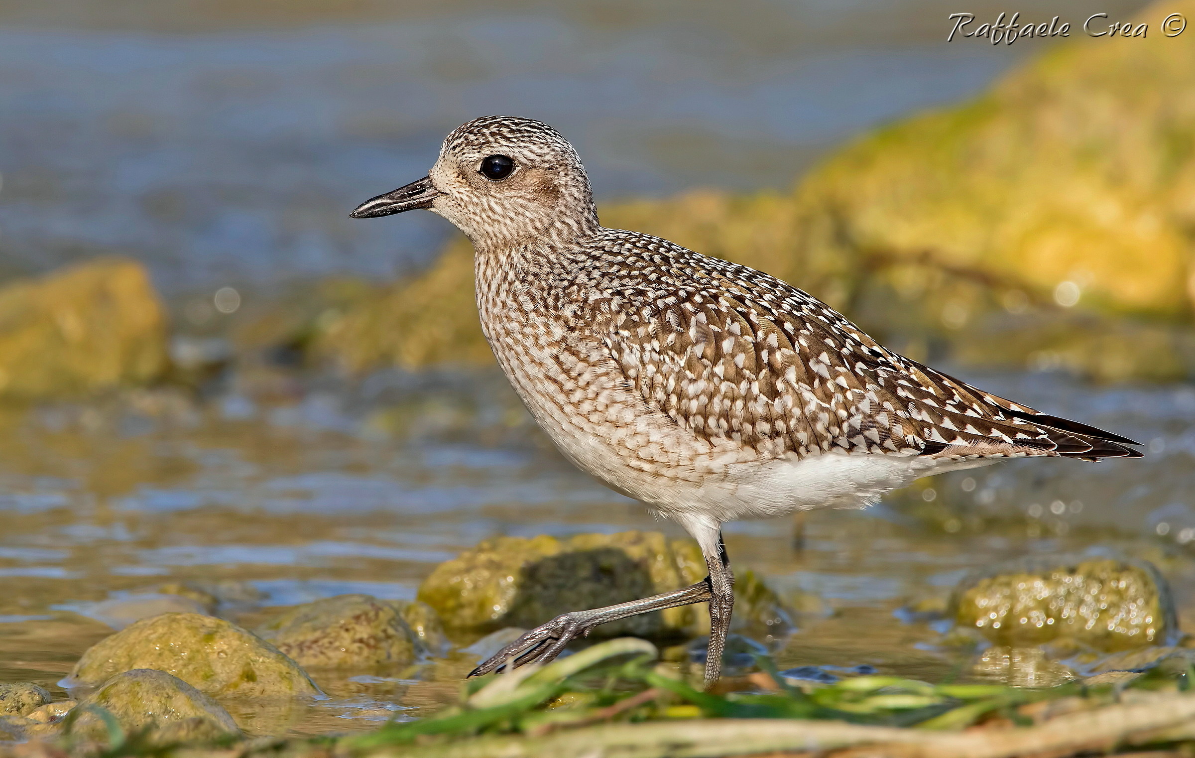 Grey Plover