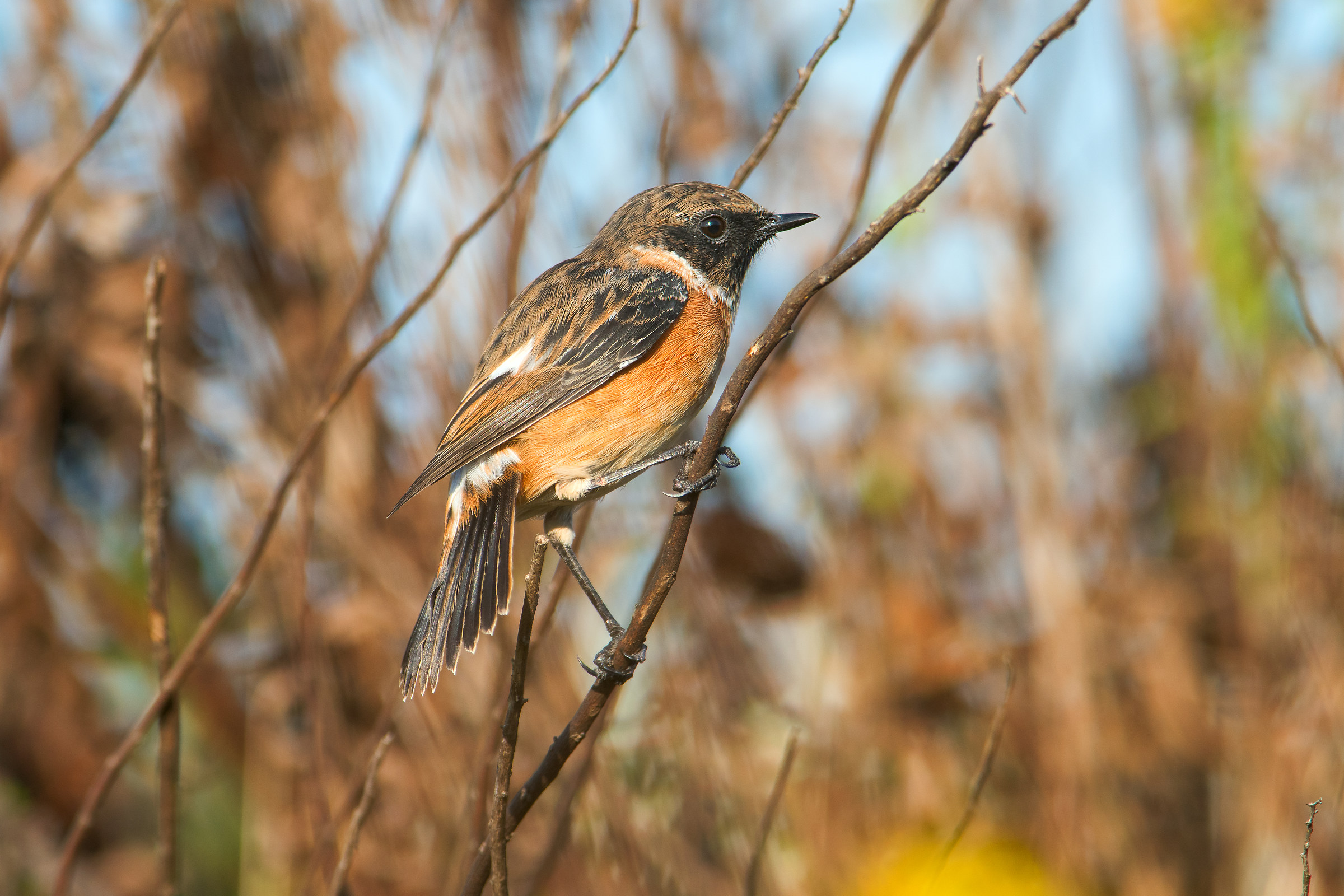 Saltimpalo in ''tono su tono''