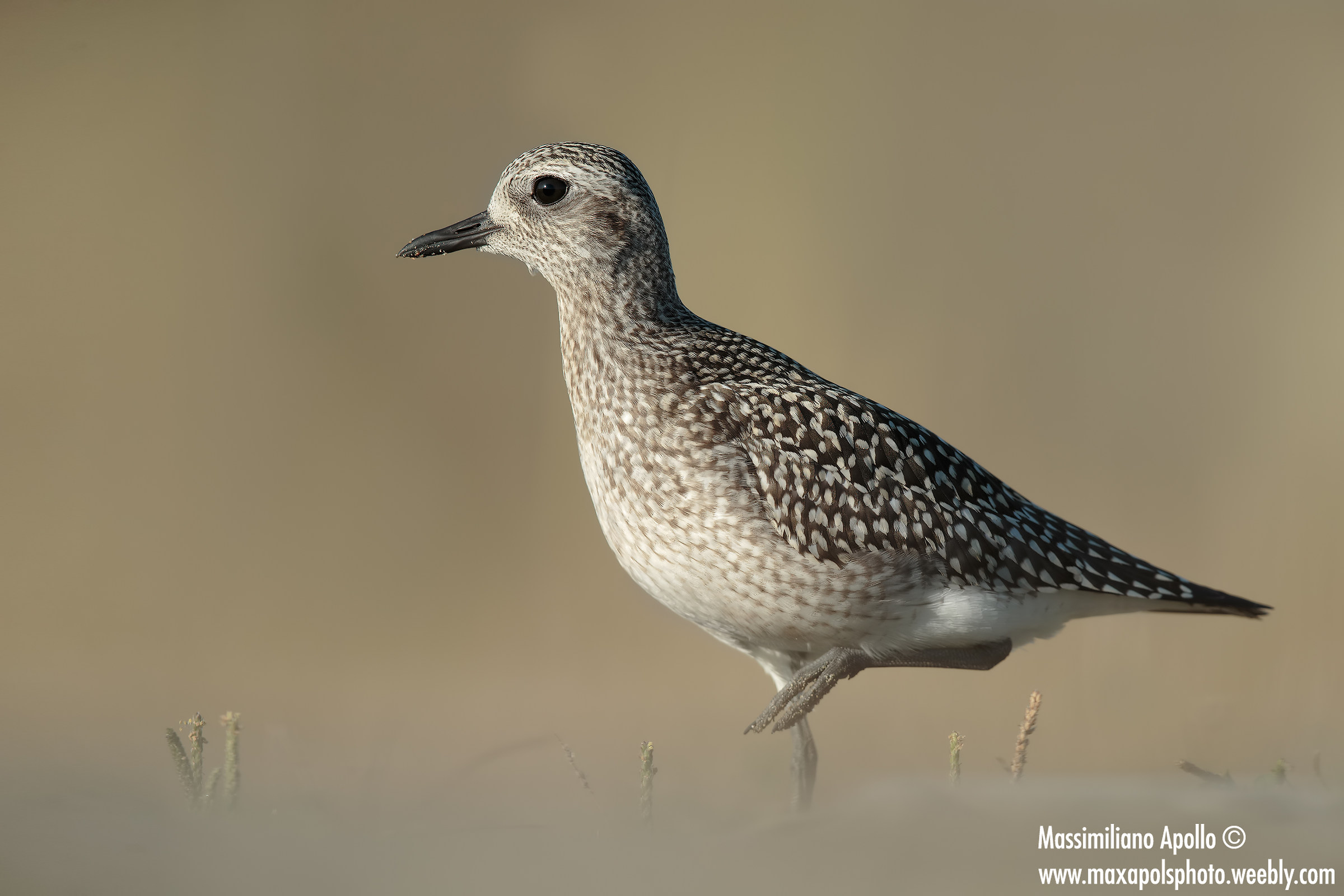 Gray plover ...