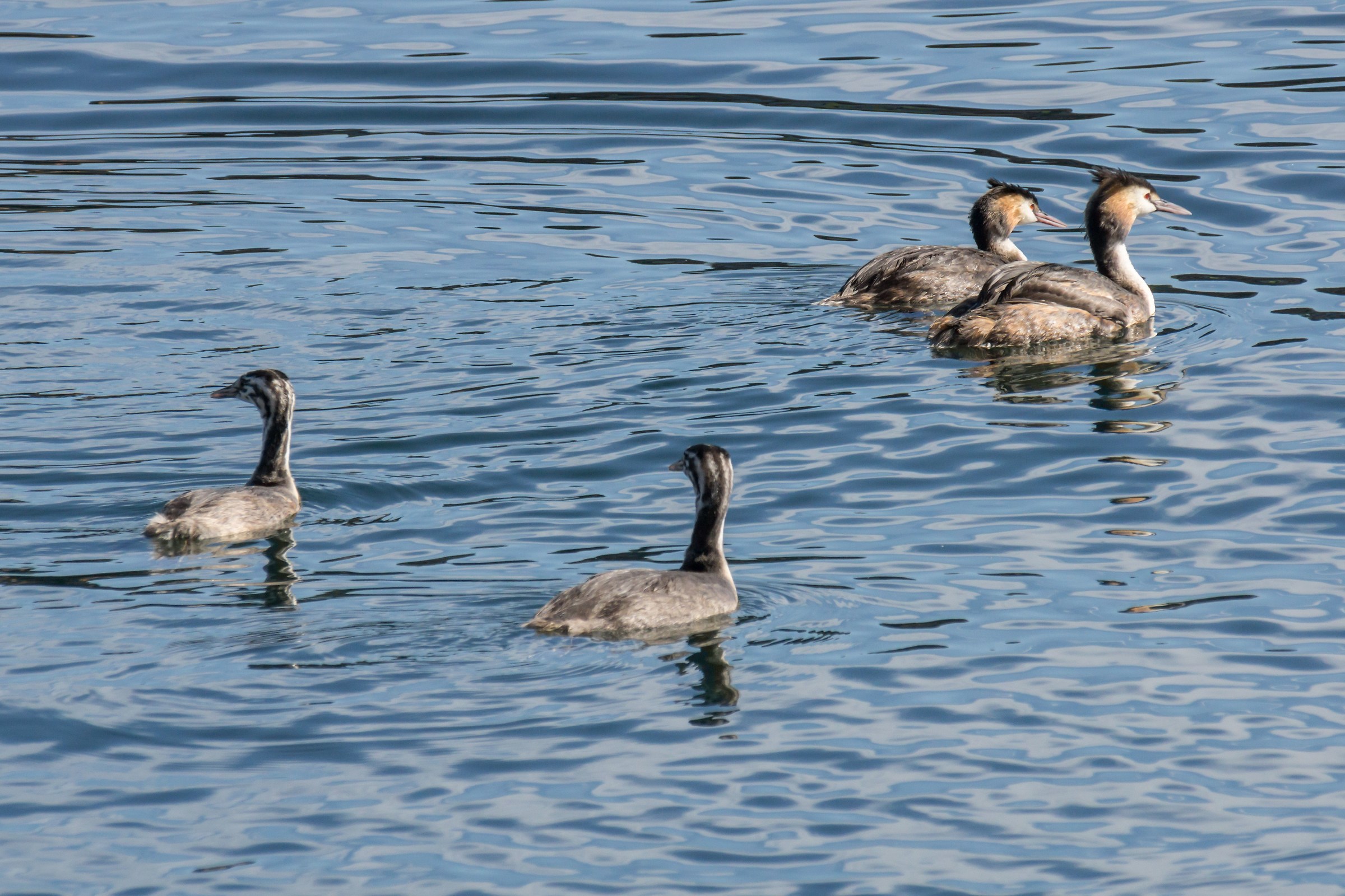 Copia di svassi con due pulcini