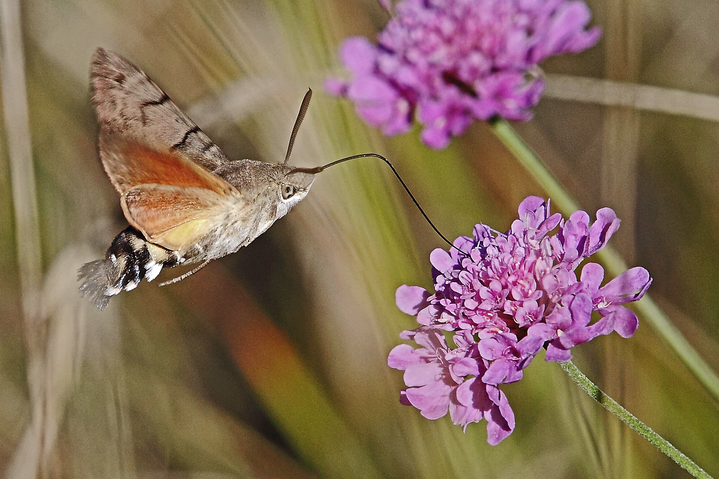 Hummingbird hawk-moth on flower scabiosa