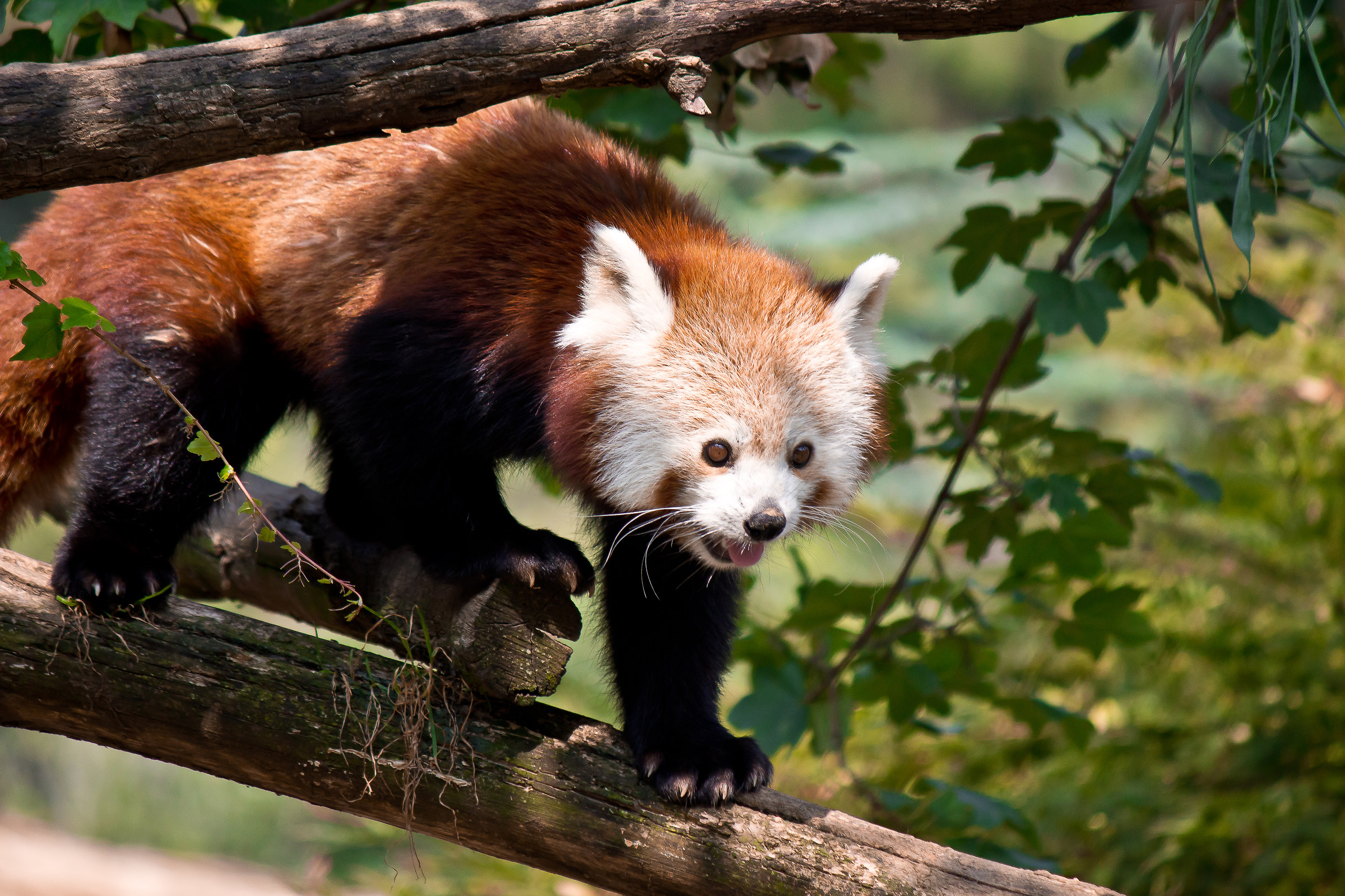 Lesser Panda