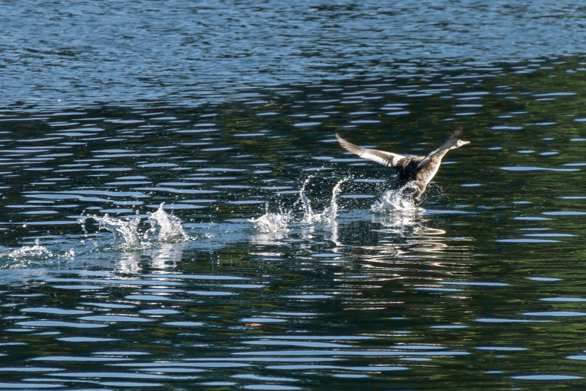 Pulcino di svasso che svolazza a filo d'acqua - 1