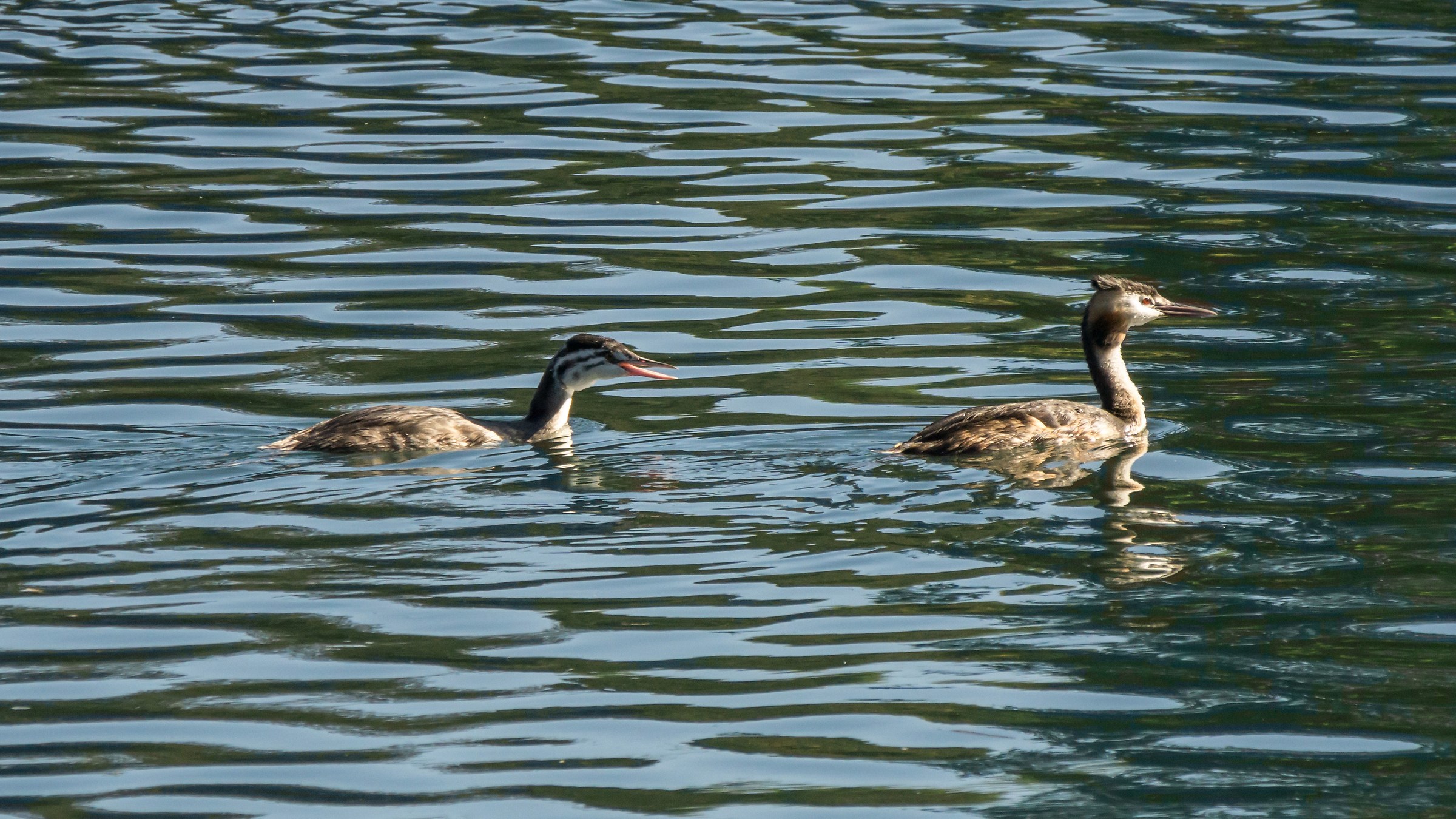 Svasso con pulcino ormai cresciuto