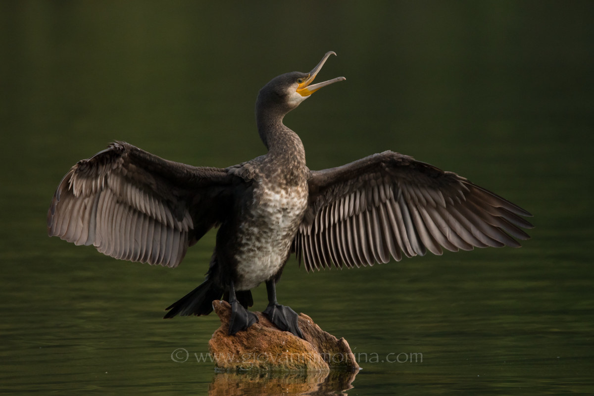 The Cormorant yawn