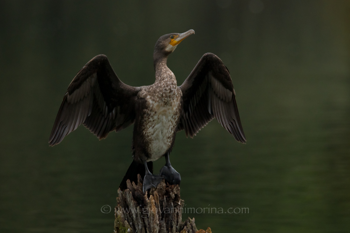 The suspect of the Cormorant