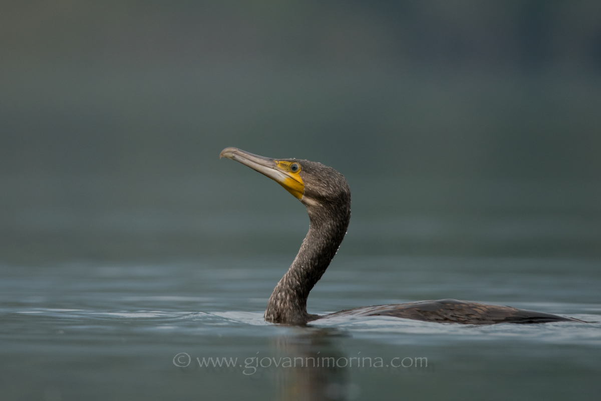 Cormorant