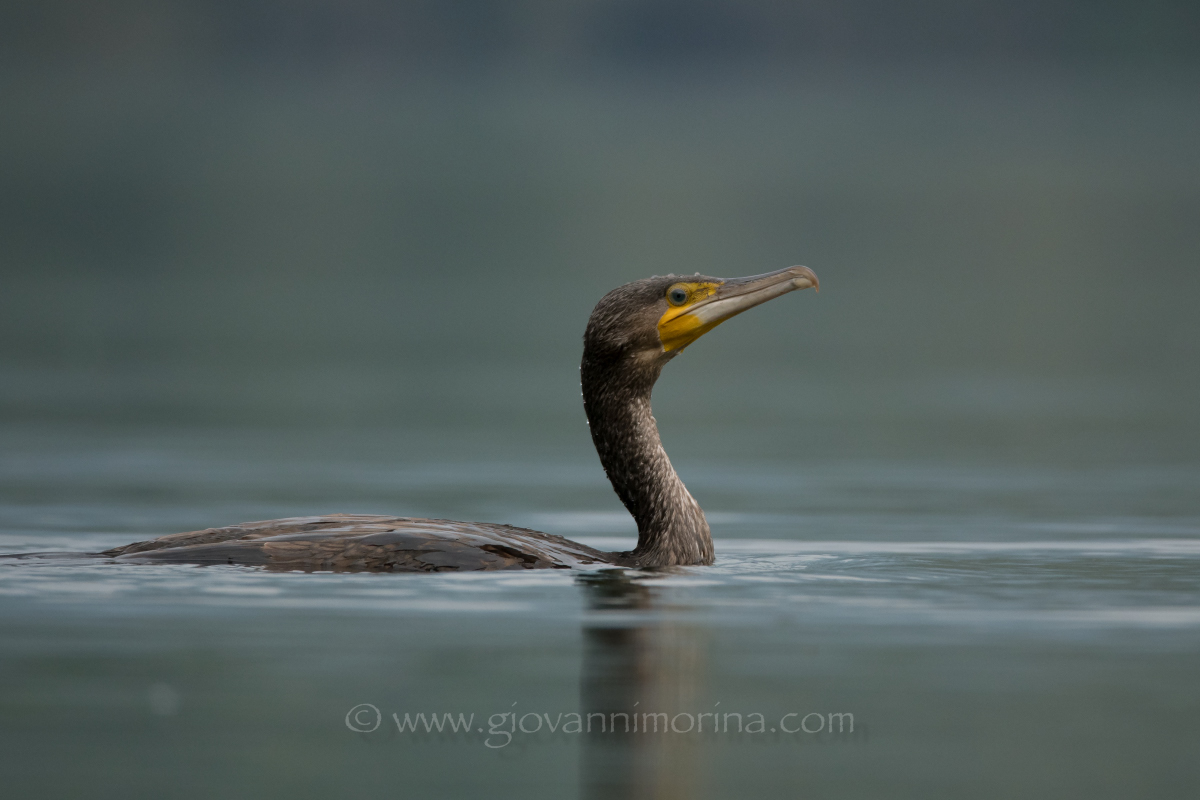 Cormorant 2