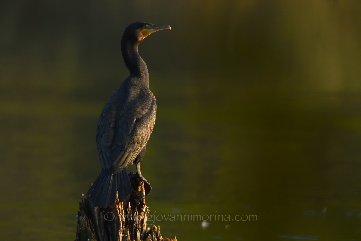 Dawn of the Cormorant