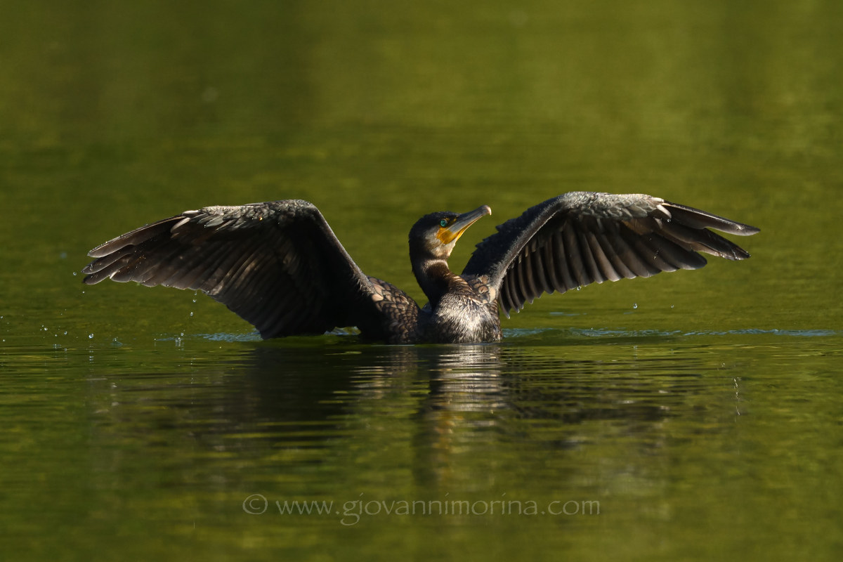 The bathroom of the Cormorant