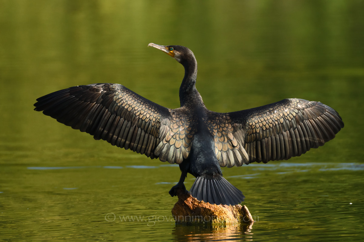 The drying of the Wings