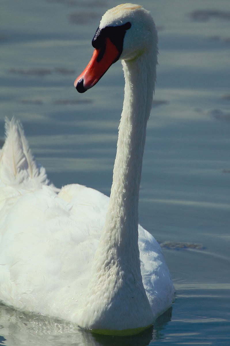 Swan ... The king of the lake
