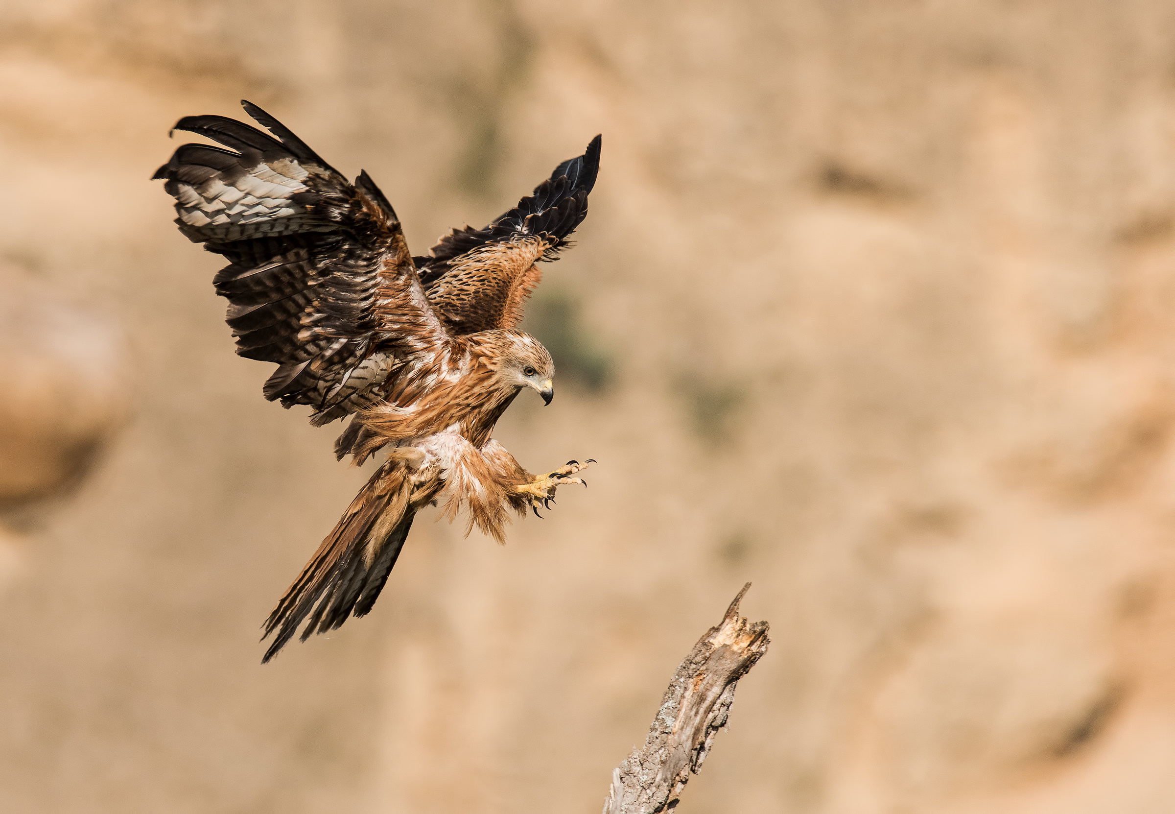 Nibbio Reale. Arrivo al posatoio