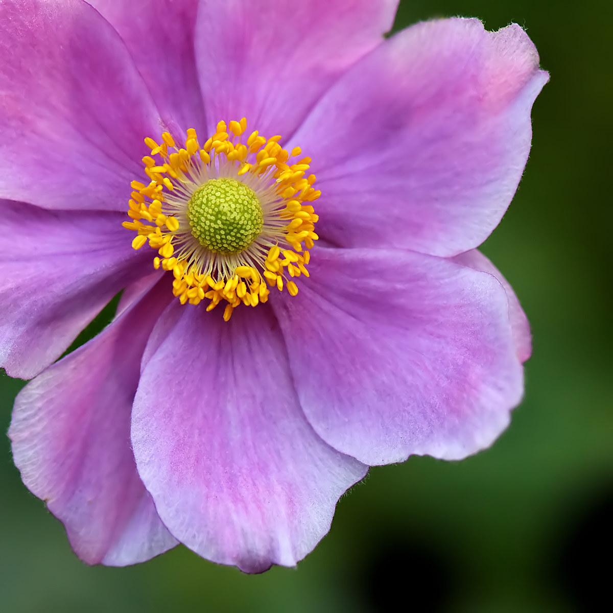 autumn anemone