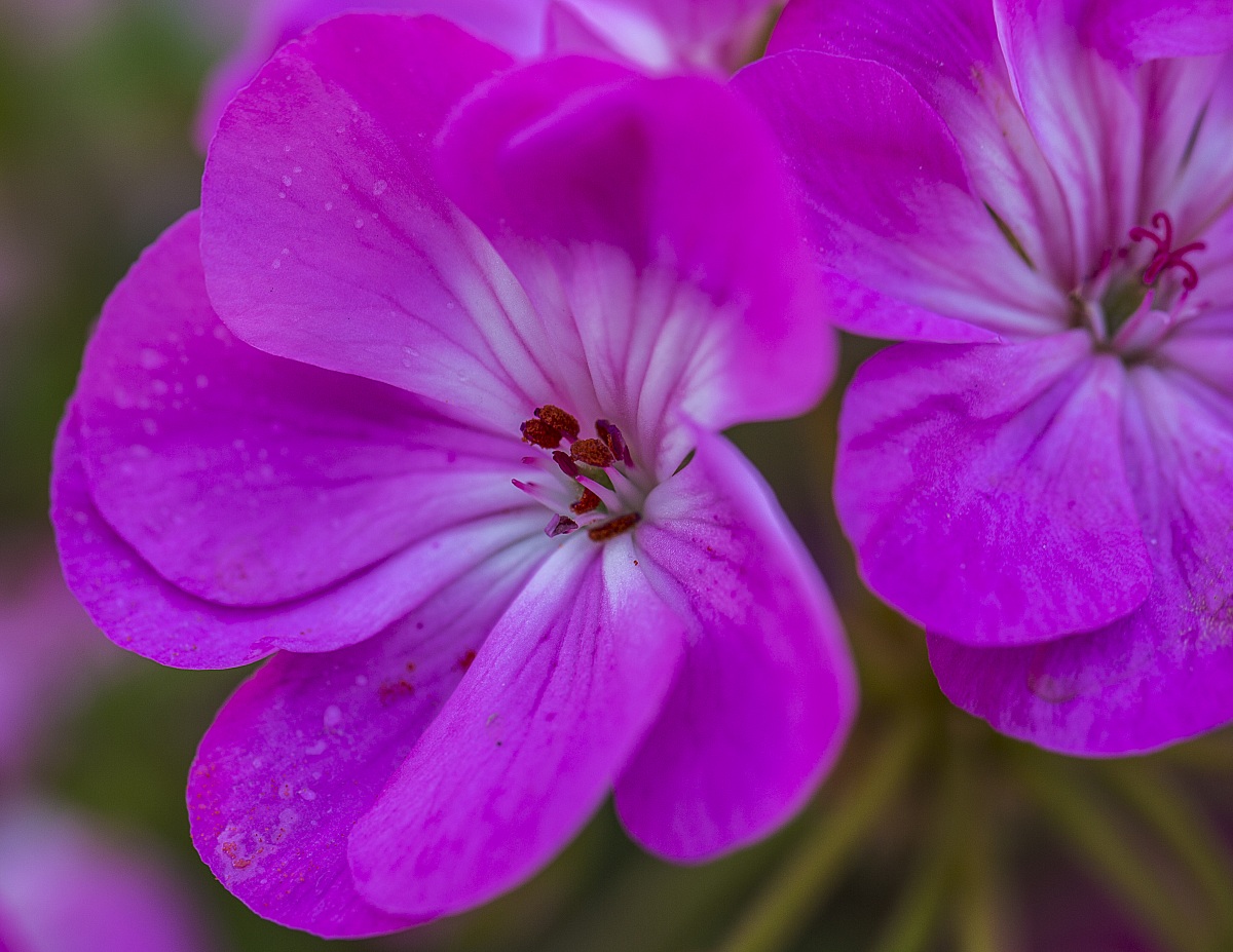 Pelargonium home