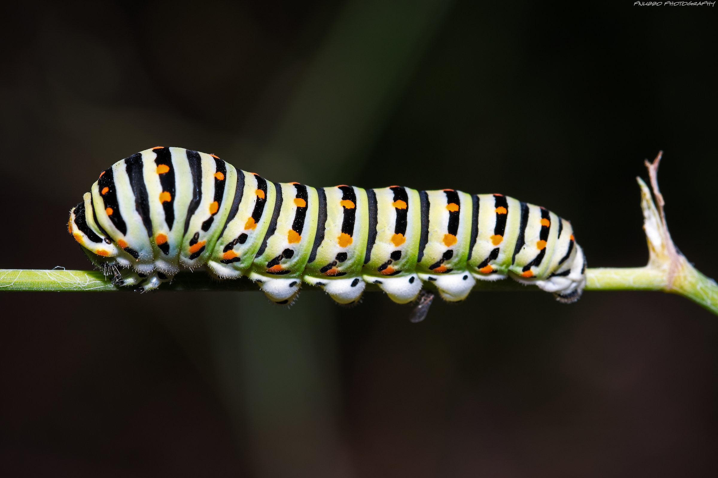Caterpillar