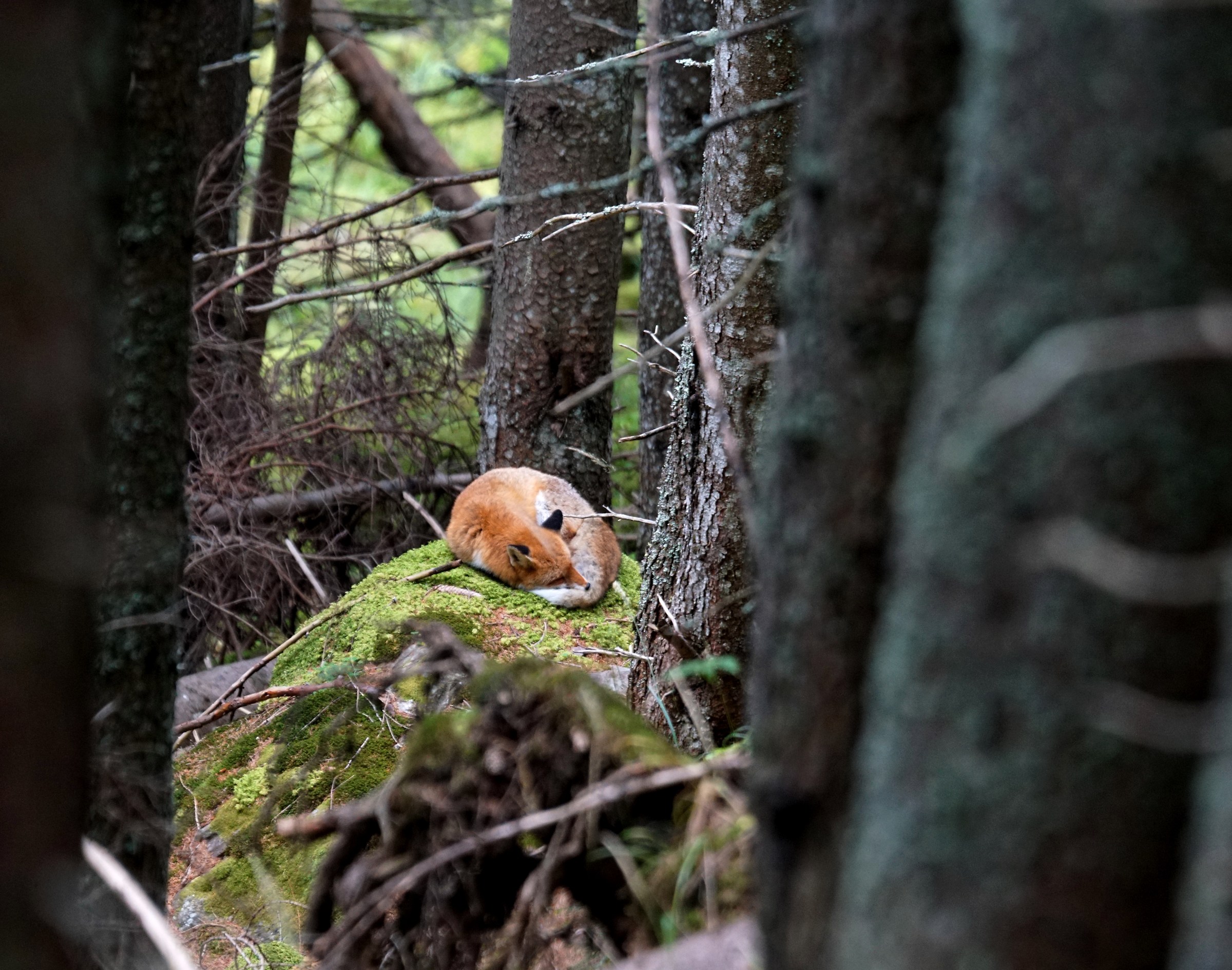 Volpina addormentata