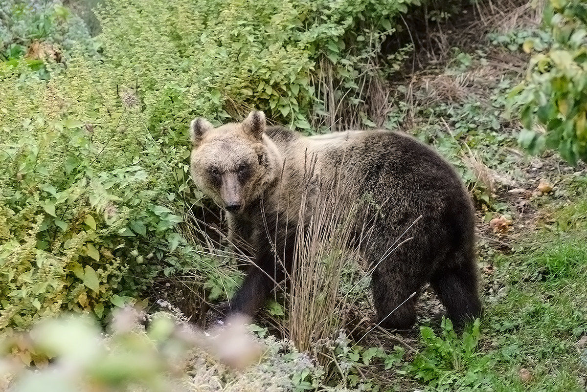 orso marsicano Pnalm