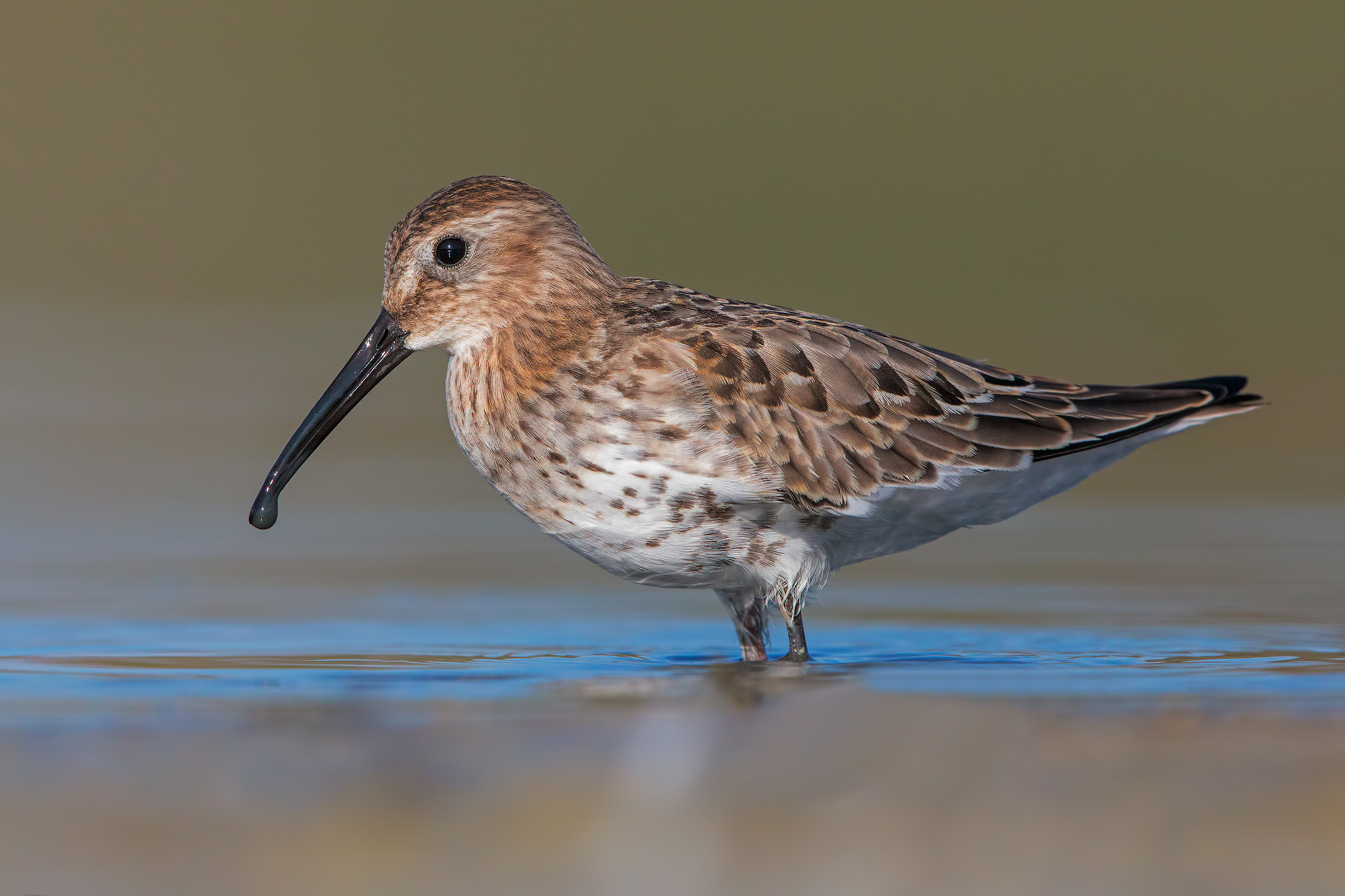 Piovanello pancianera