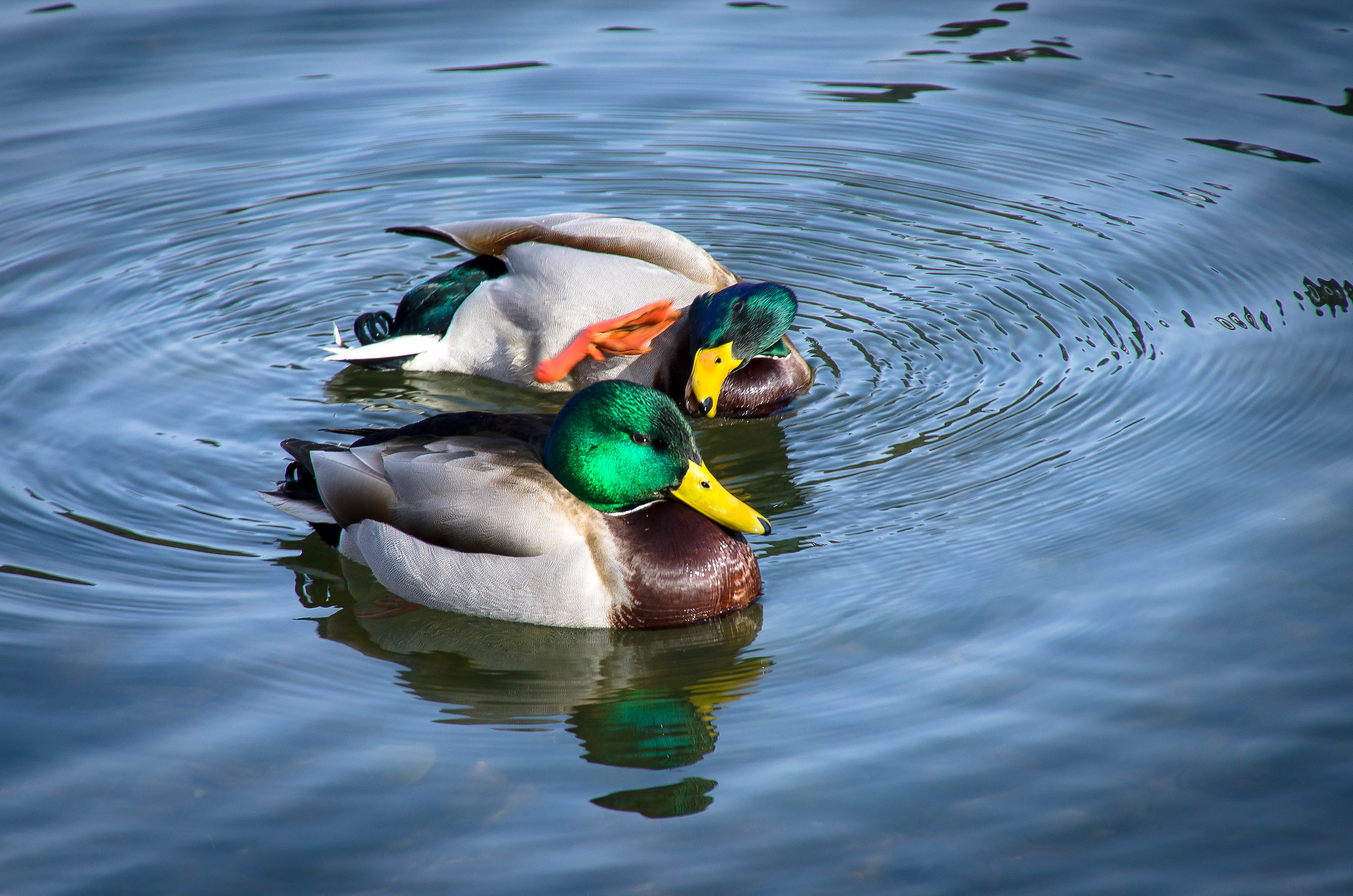 Well ... are you listening ?!