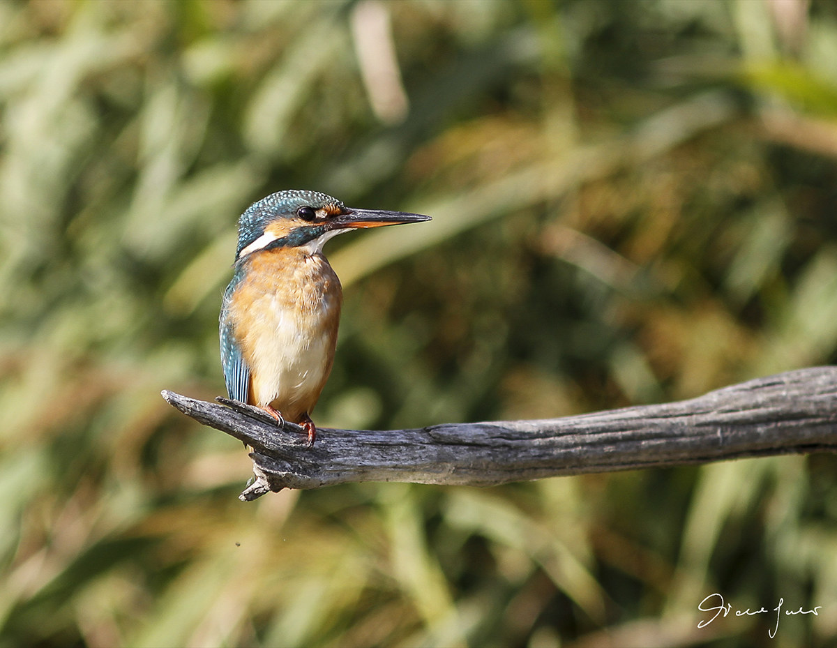 Kingfisher