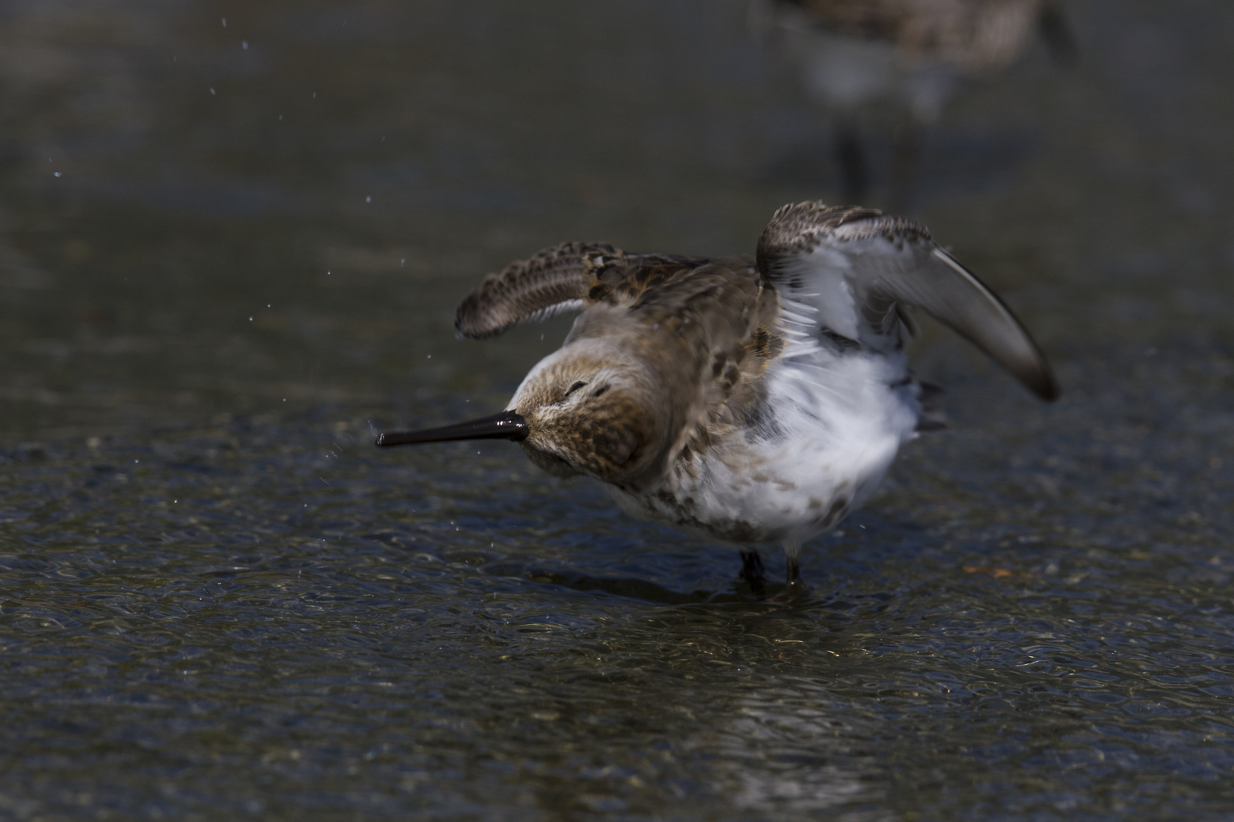 Piovanello pancianera