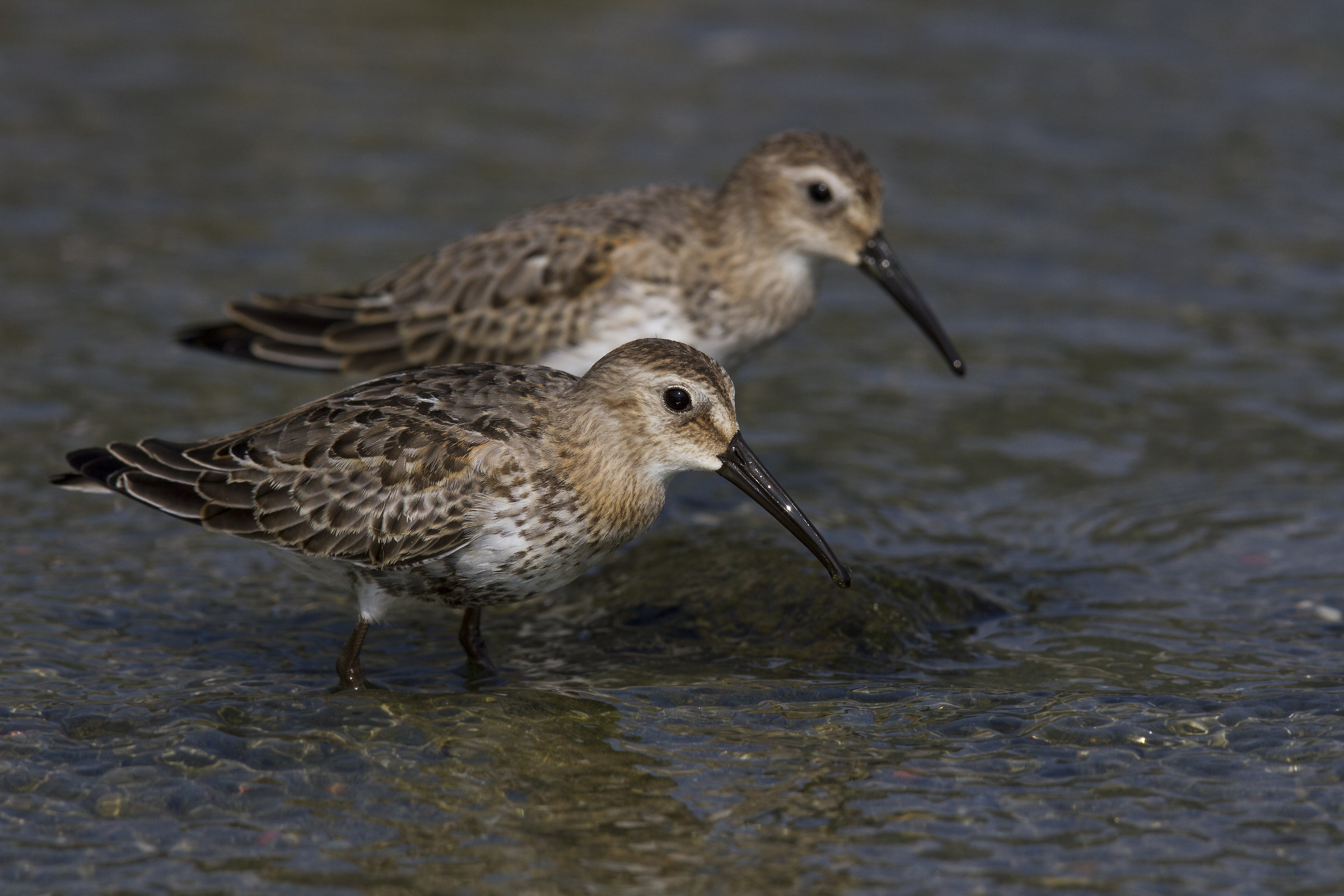 Dunlin