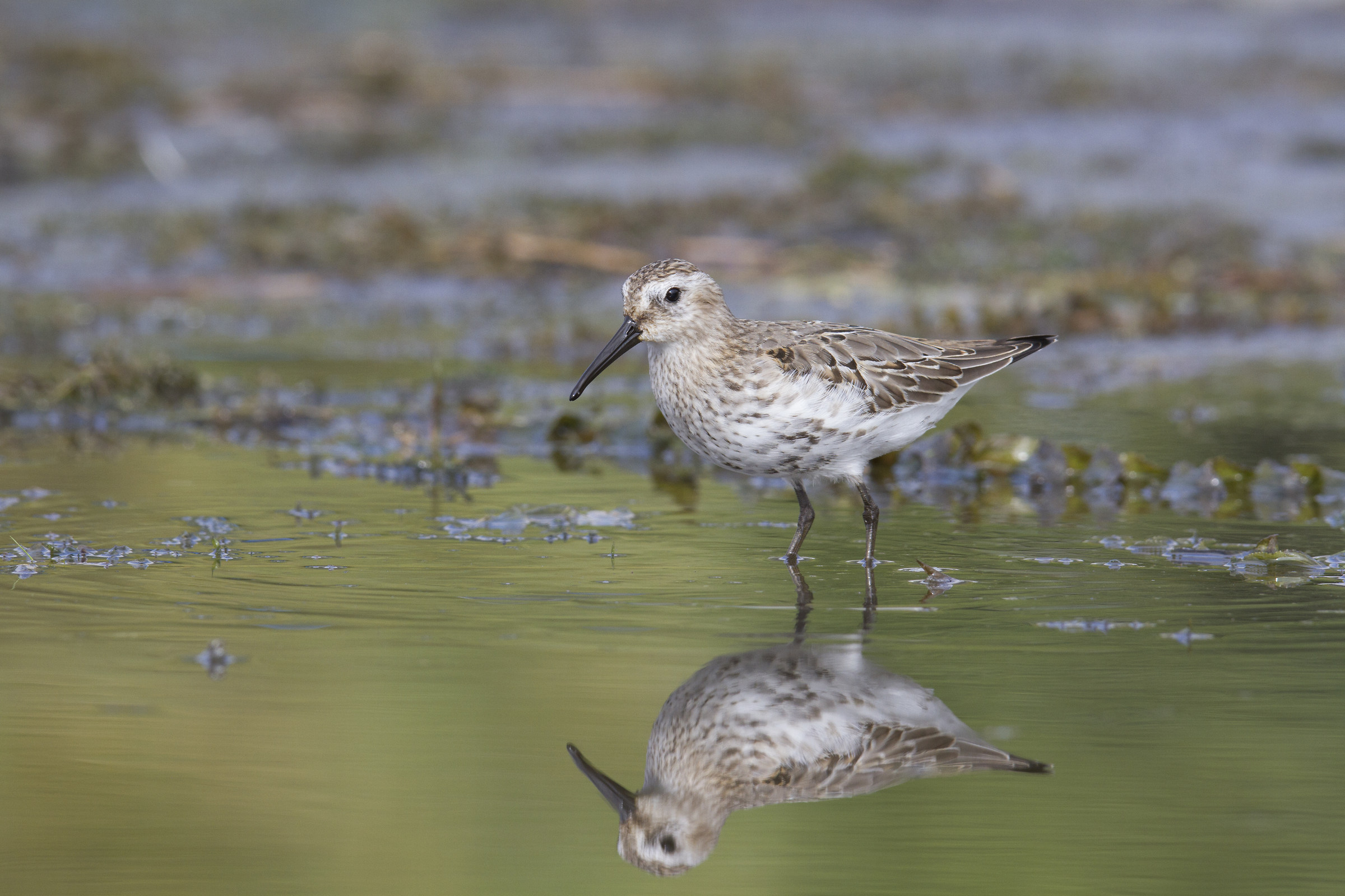 dunlin