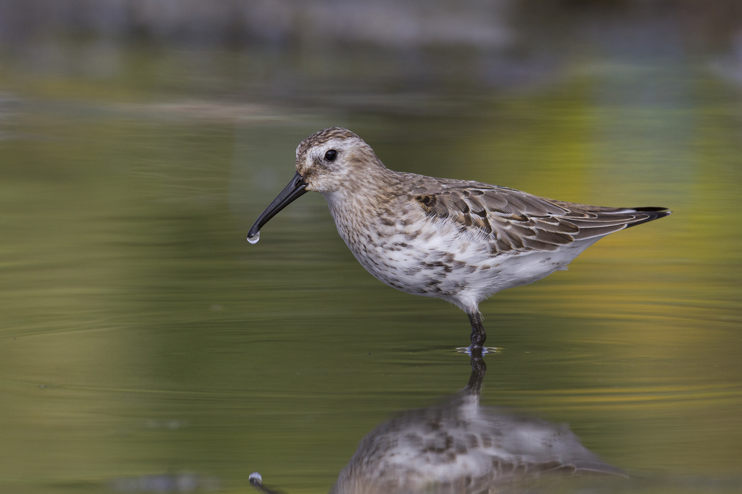 Piovanello pancianera