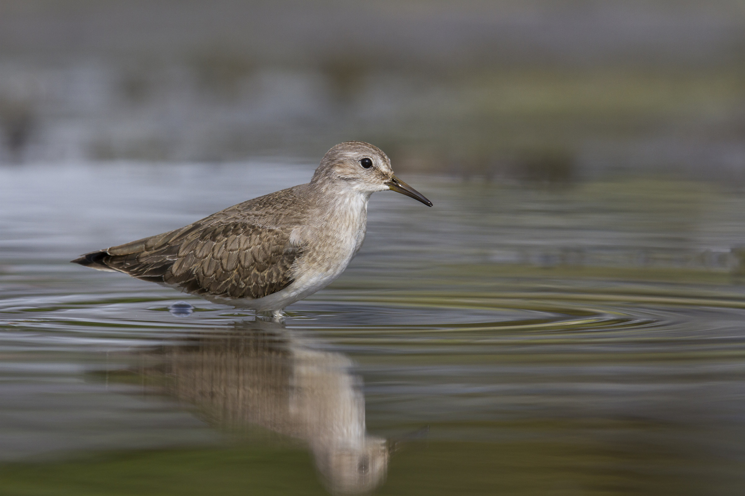 Temminck's Stint