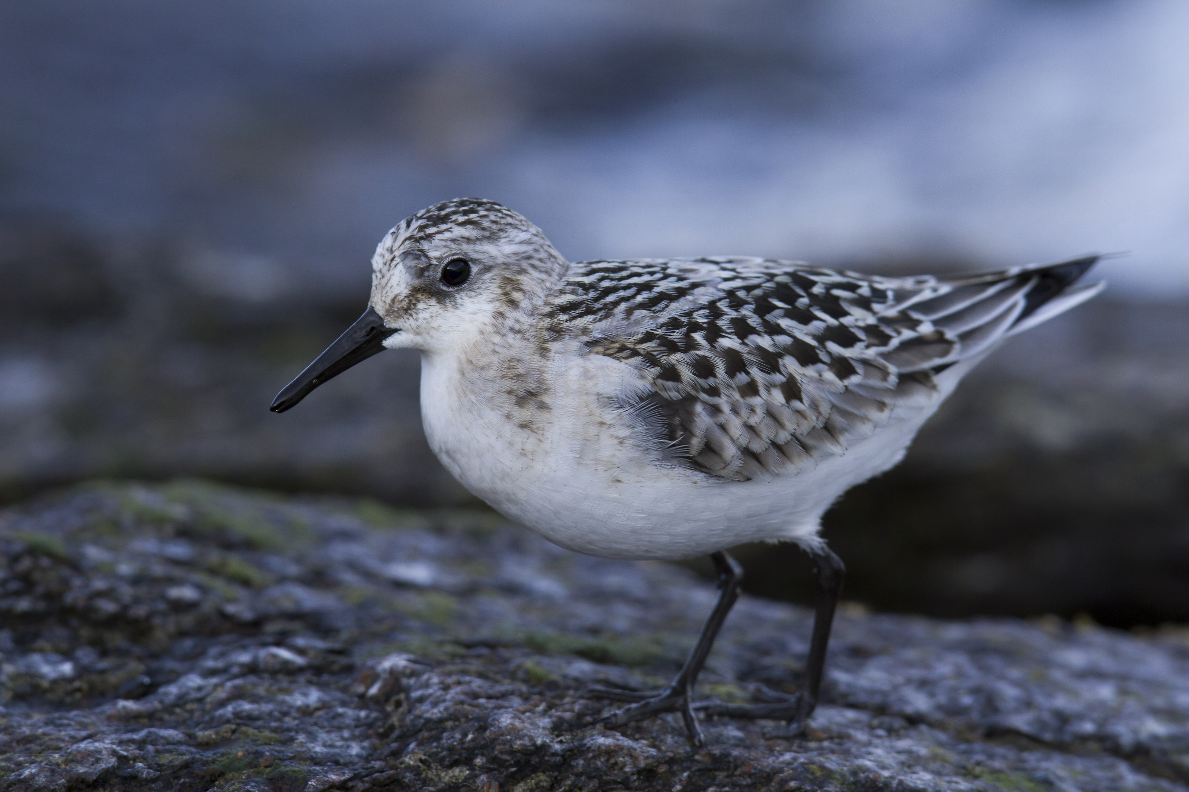 Sanderling