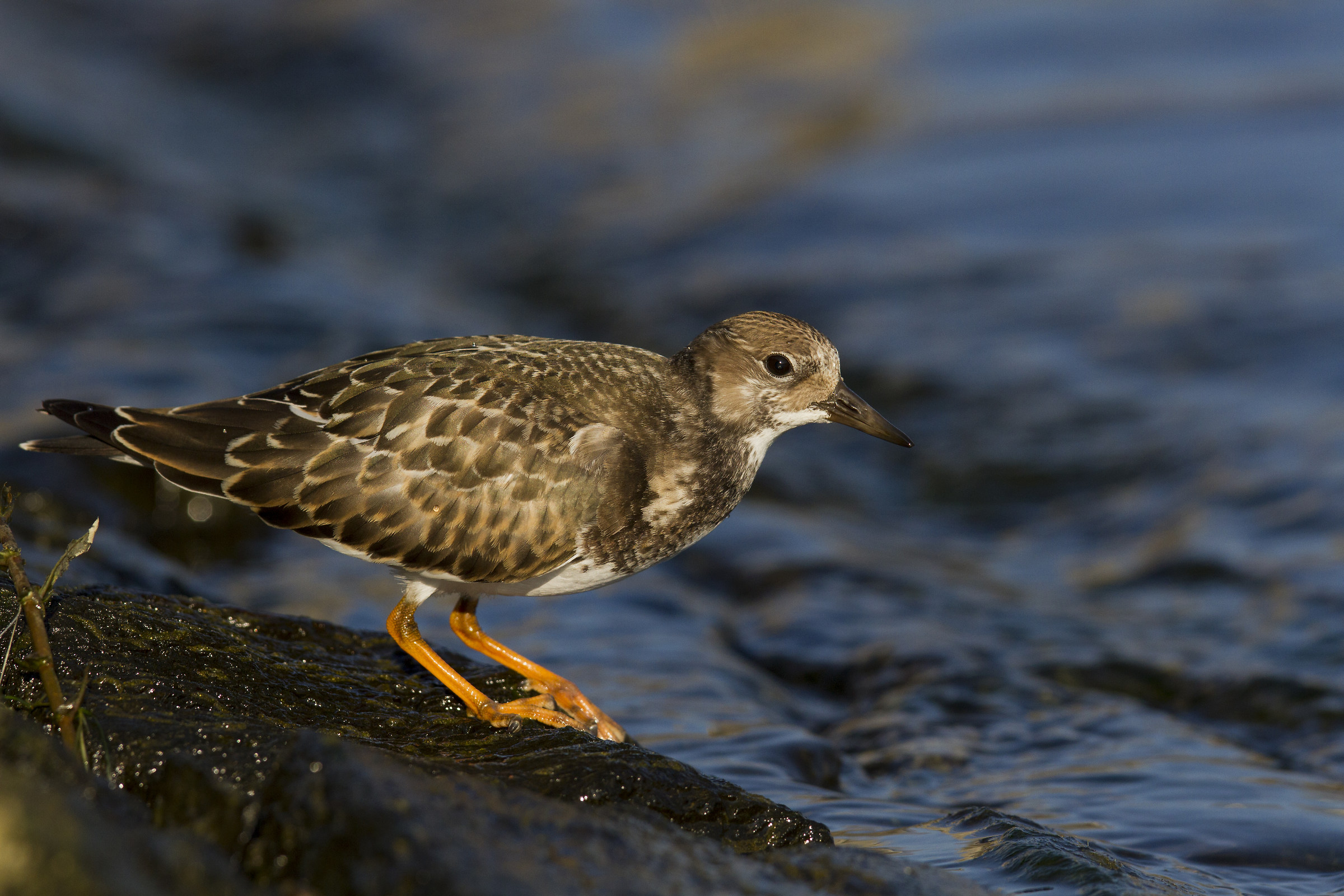 Turnstone