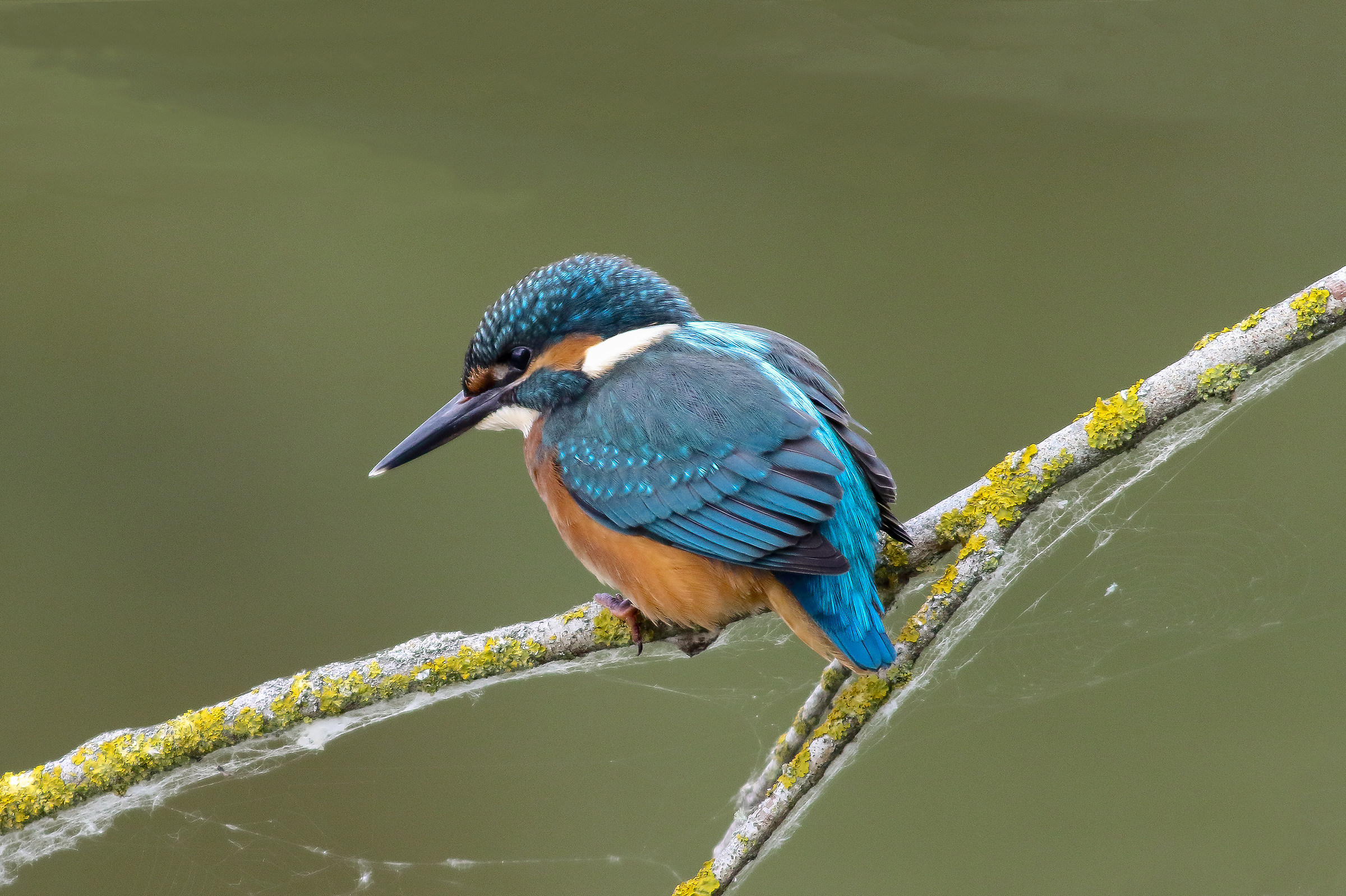 Martin in the Morning